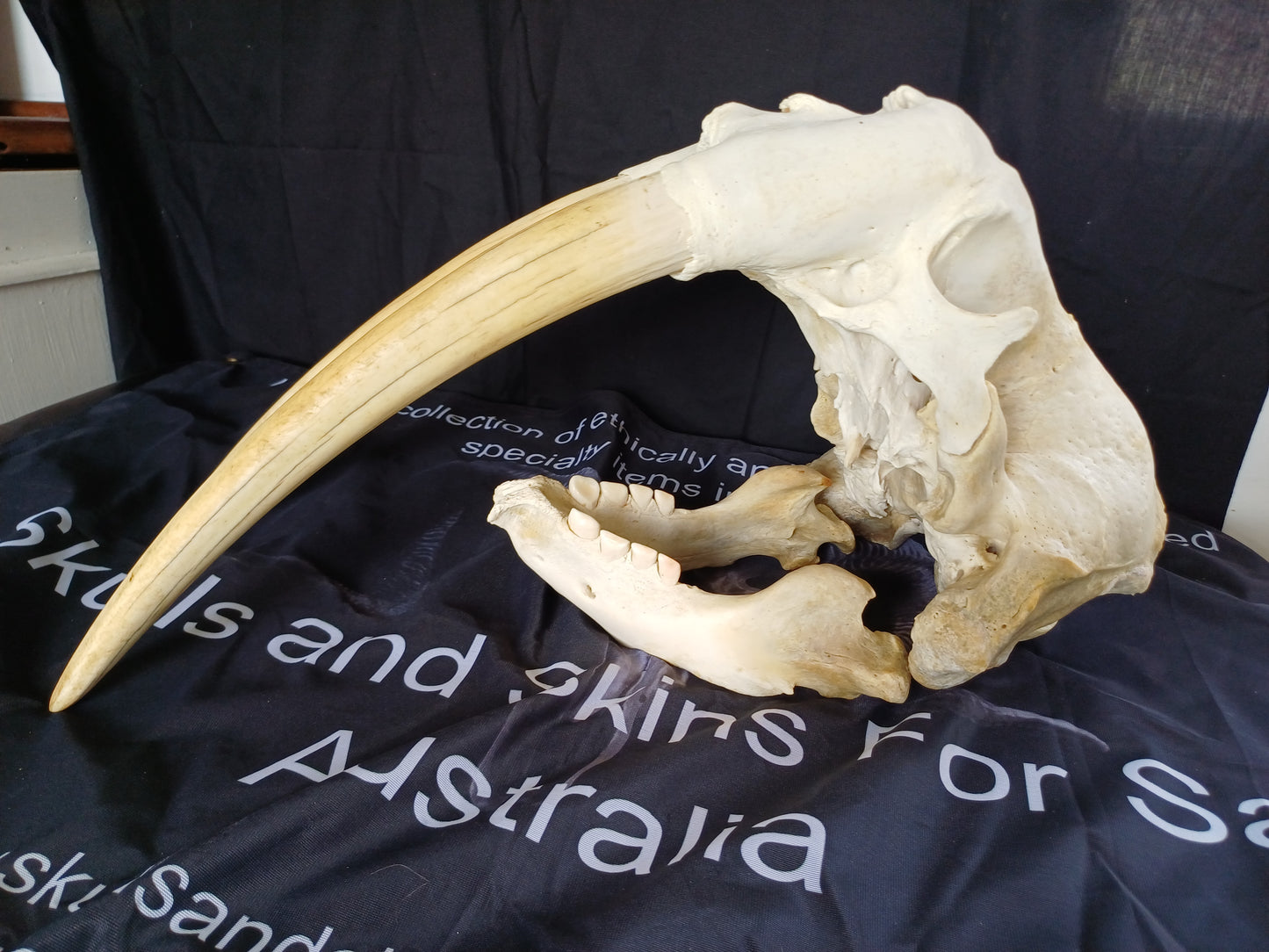Walrus skull