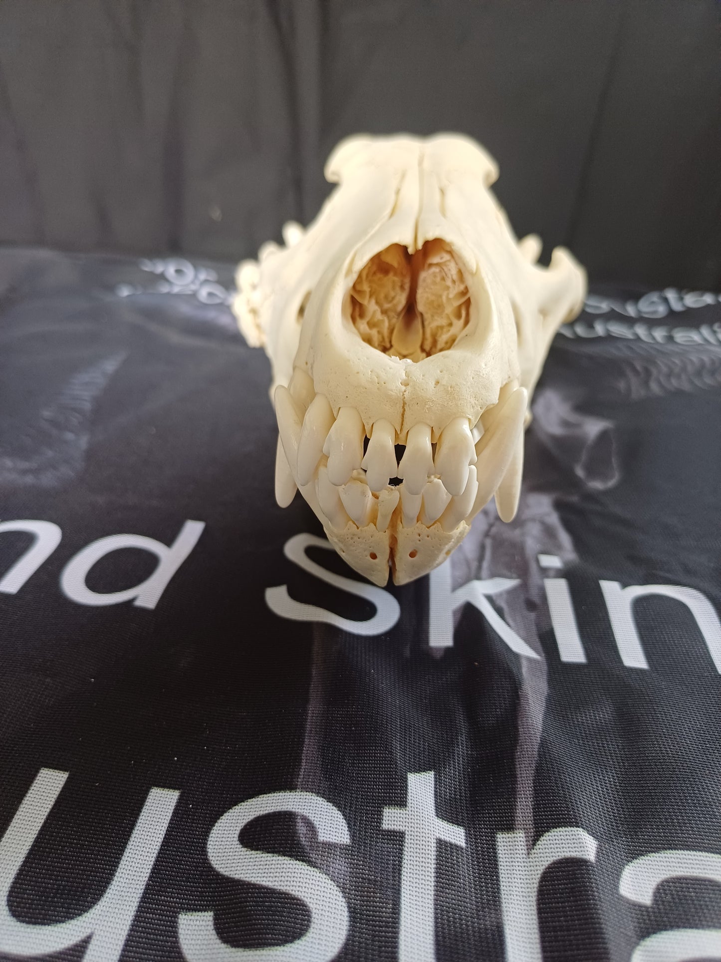 PATHOLOGY Large Timber Wolf Skull