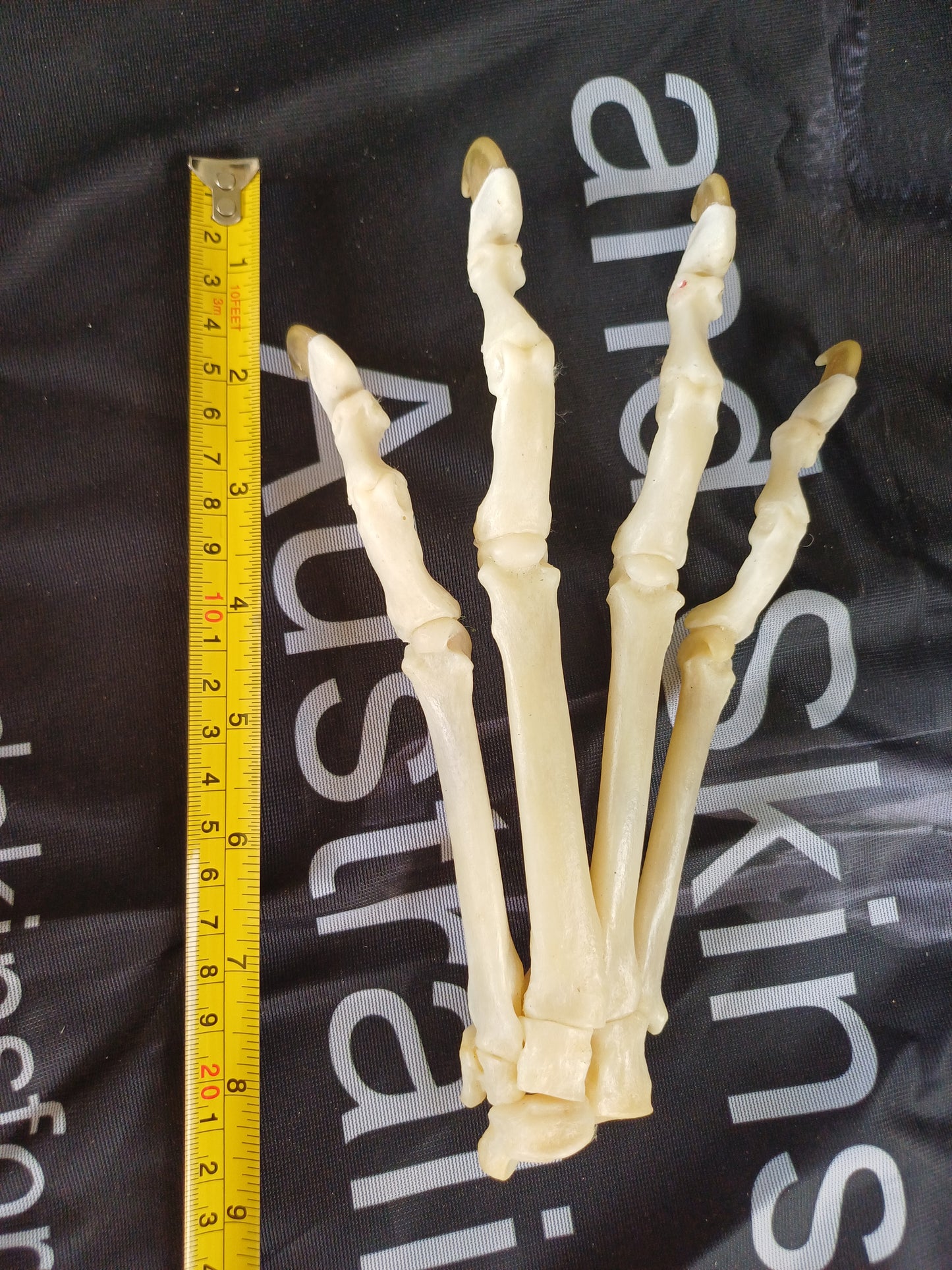 Cougar articulated paw (CITES)