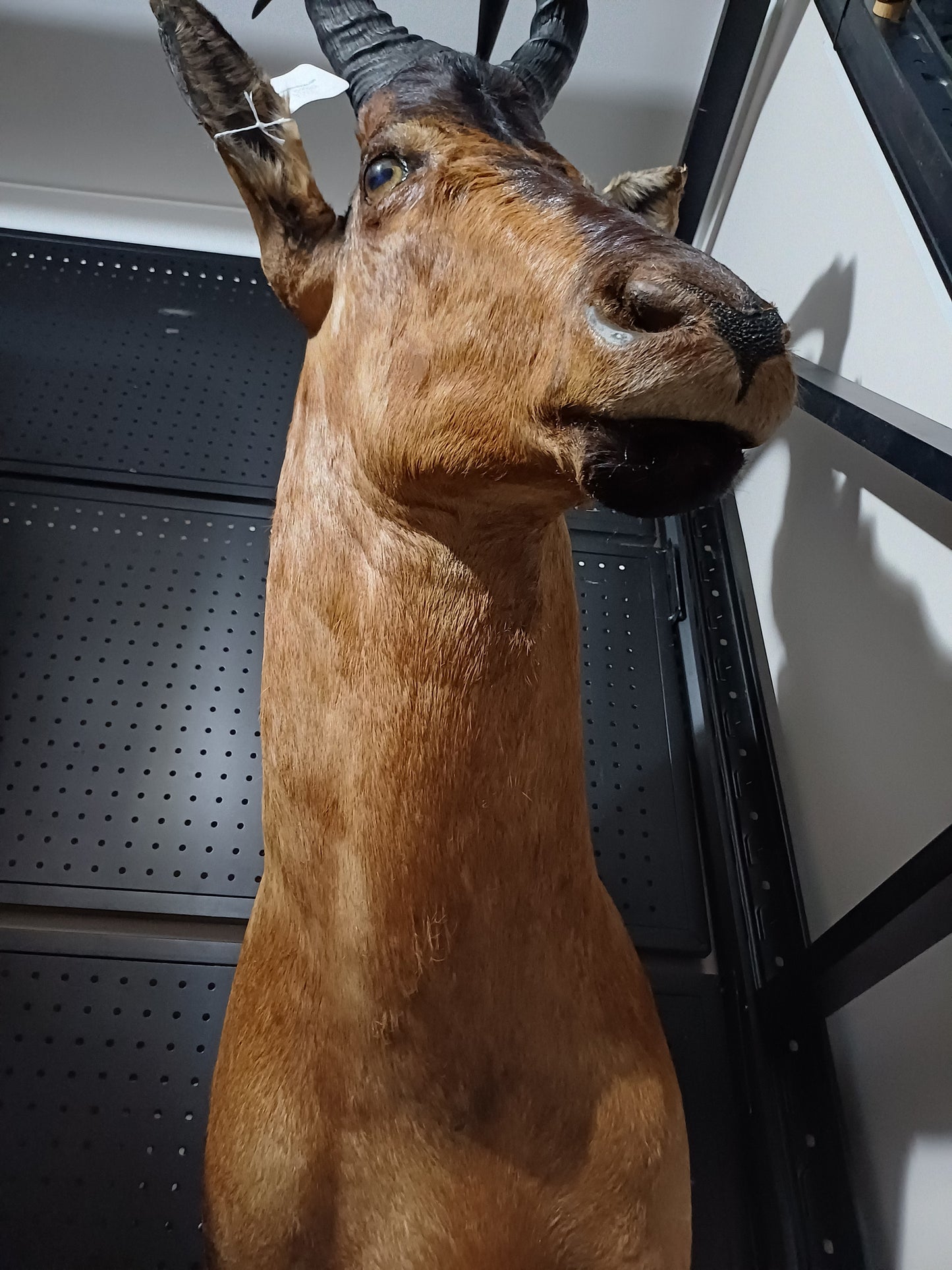 Red Hartebeest shoulder mount