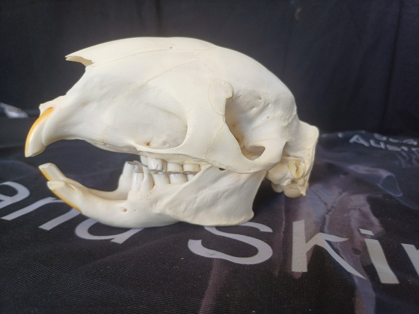 African Porcupine Skull