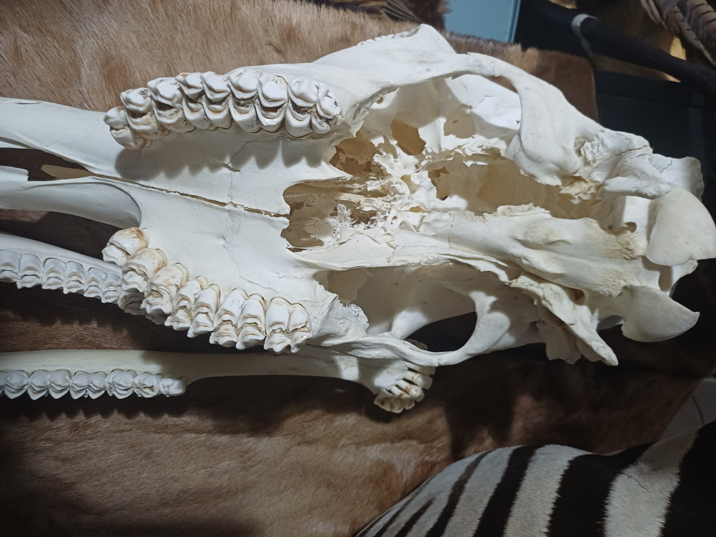 Female Giraffe Skull