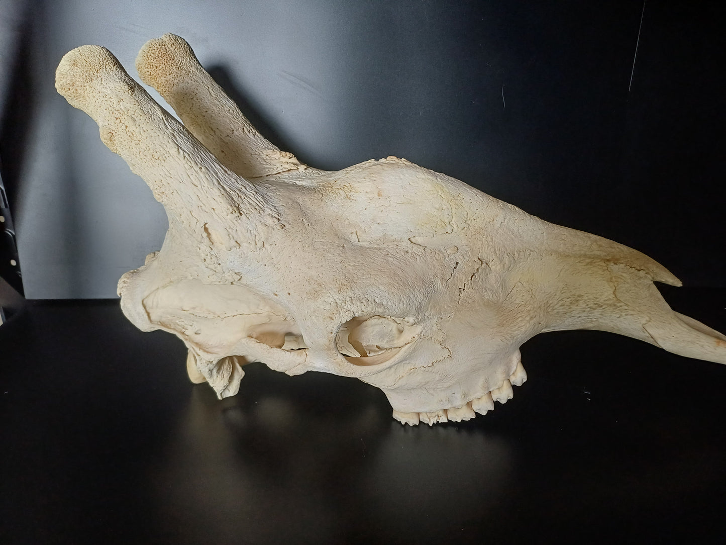 Giraffe skull top (CITES)