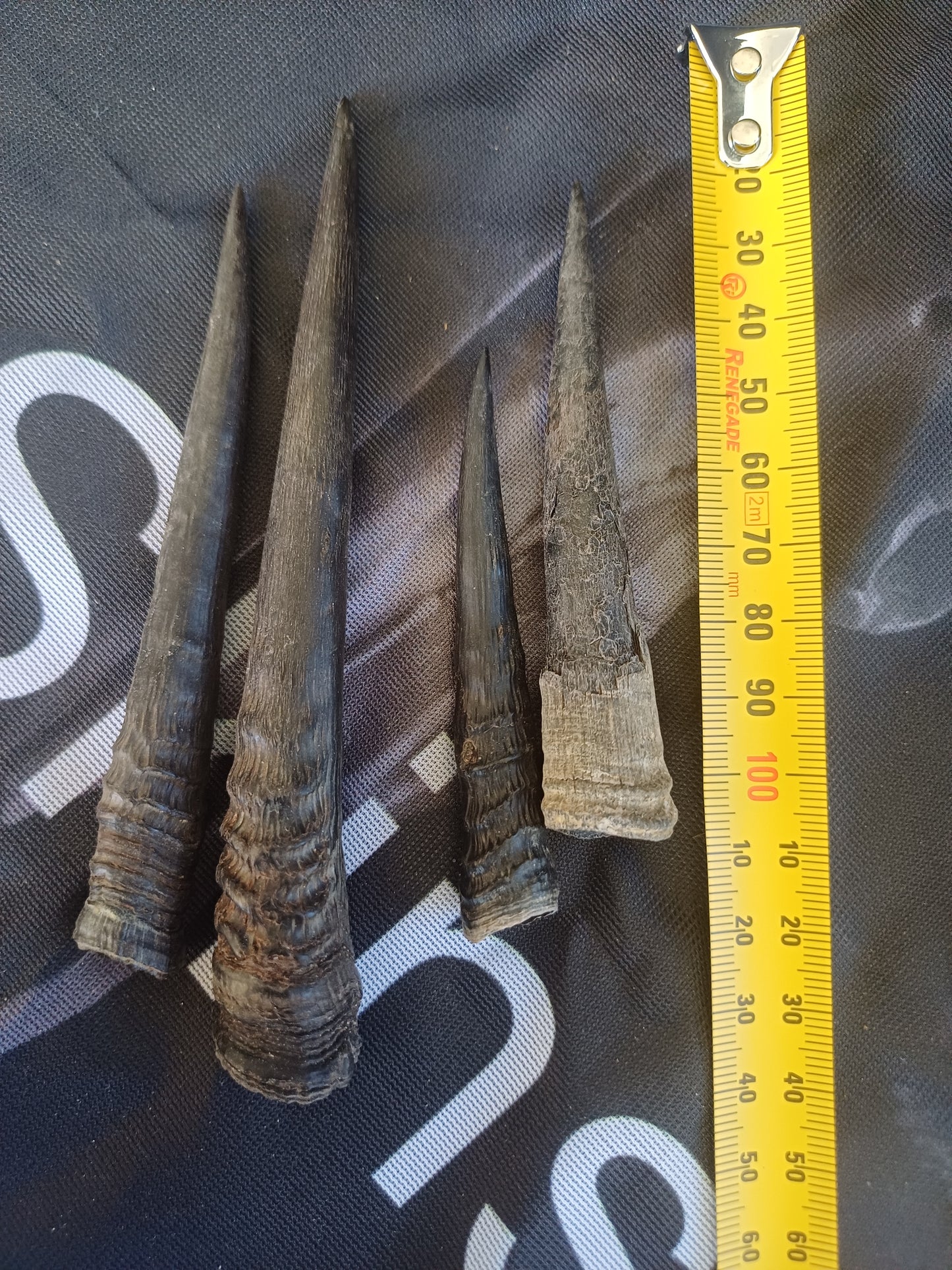 Dukier horns x 4