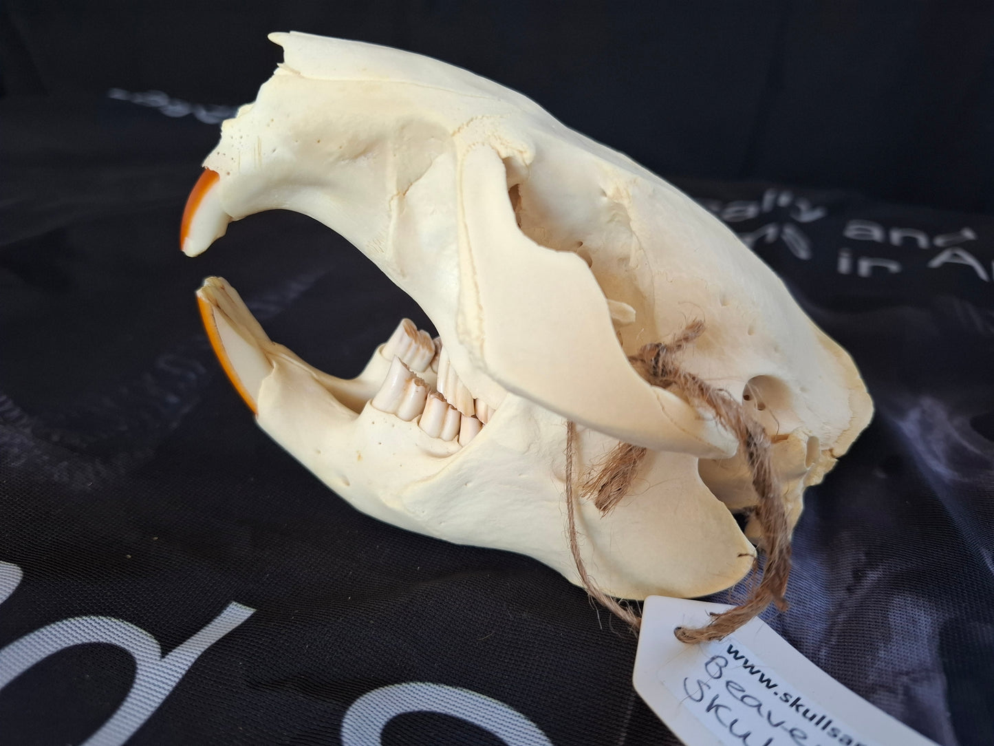 Beaver Skull