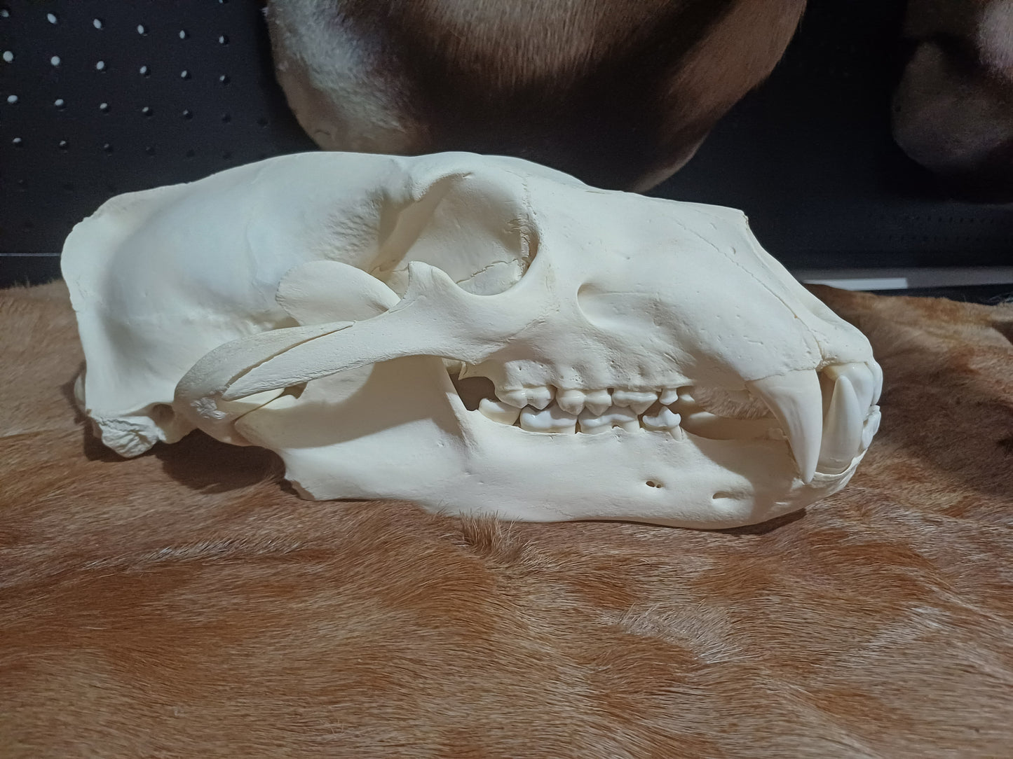Polar Bear skull
