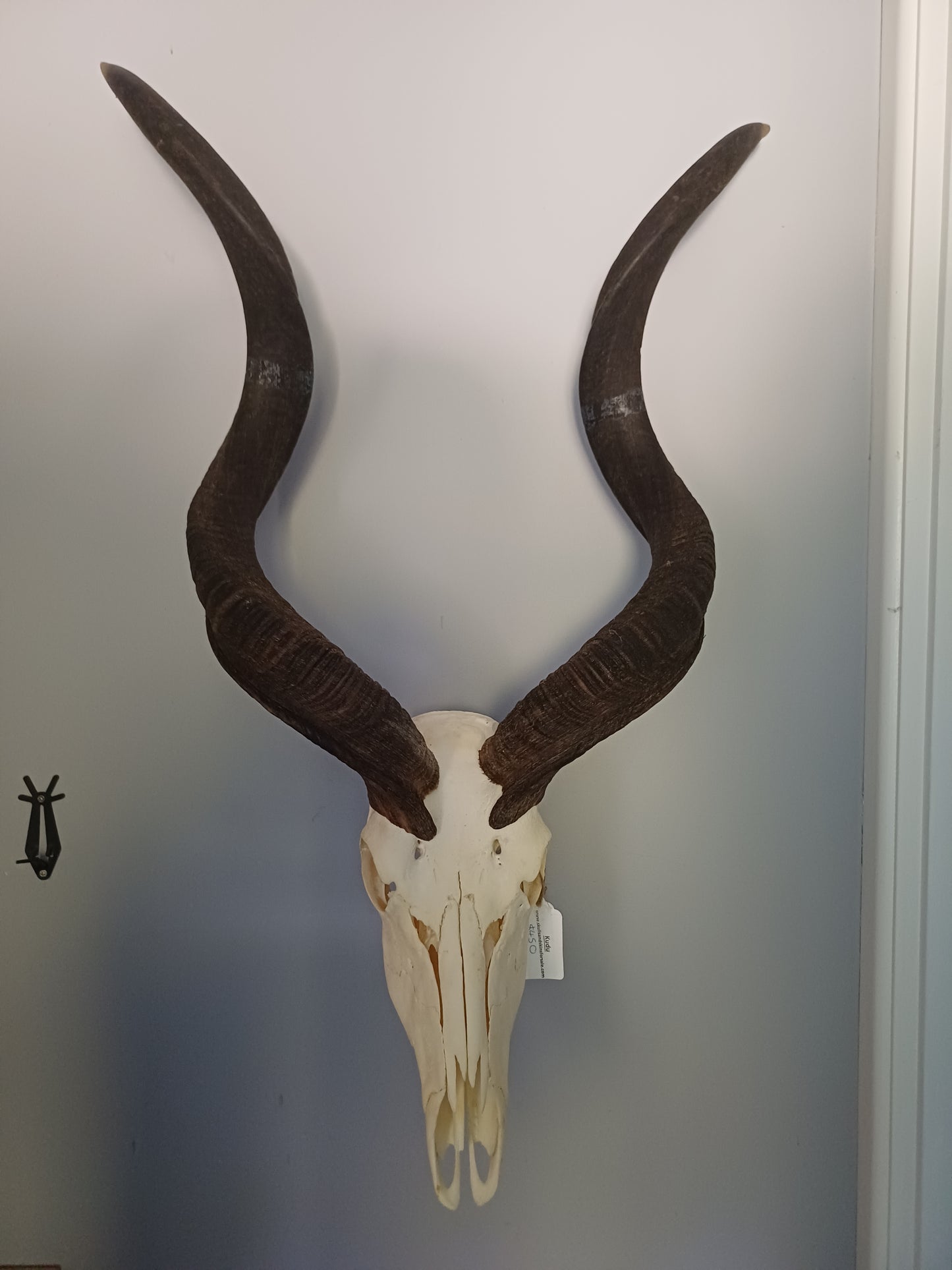 Kudu