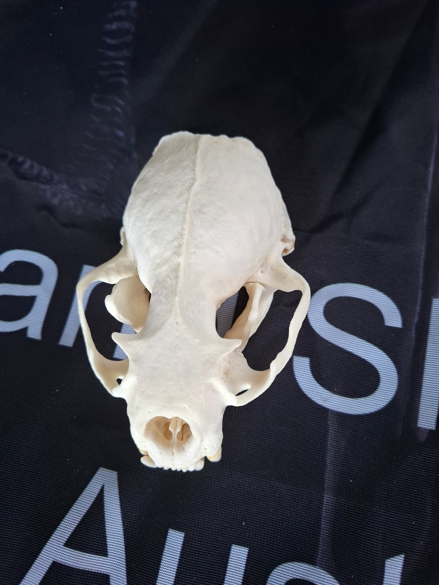 North American River Otter Skull (CITES)