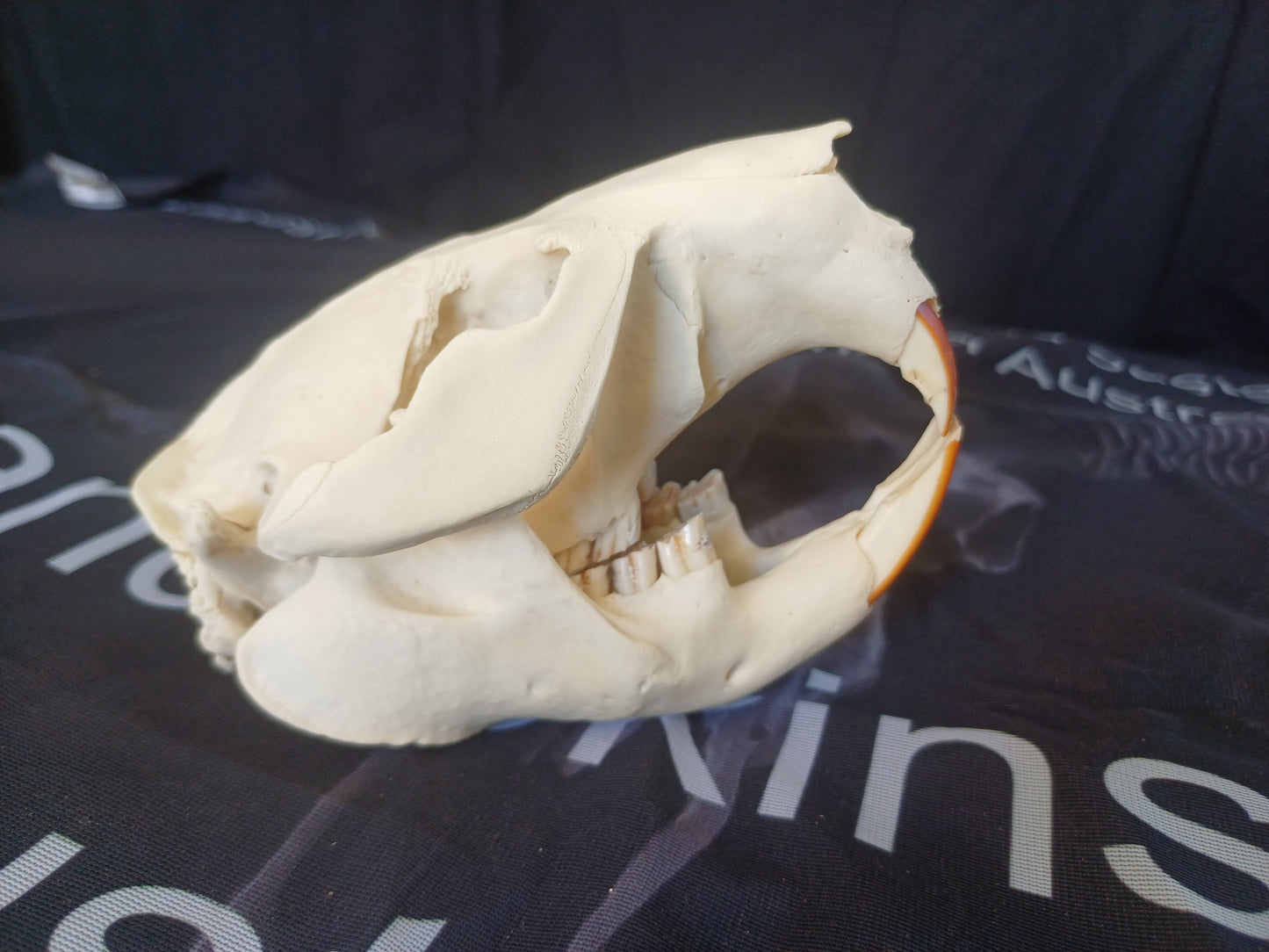Beaver Skull