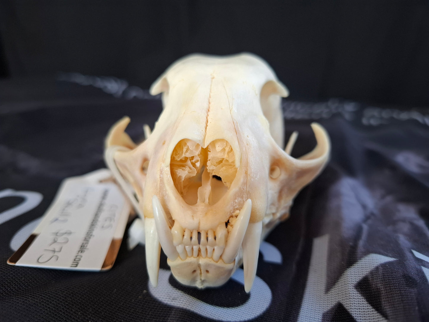 Lynx skull