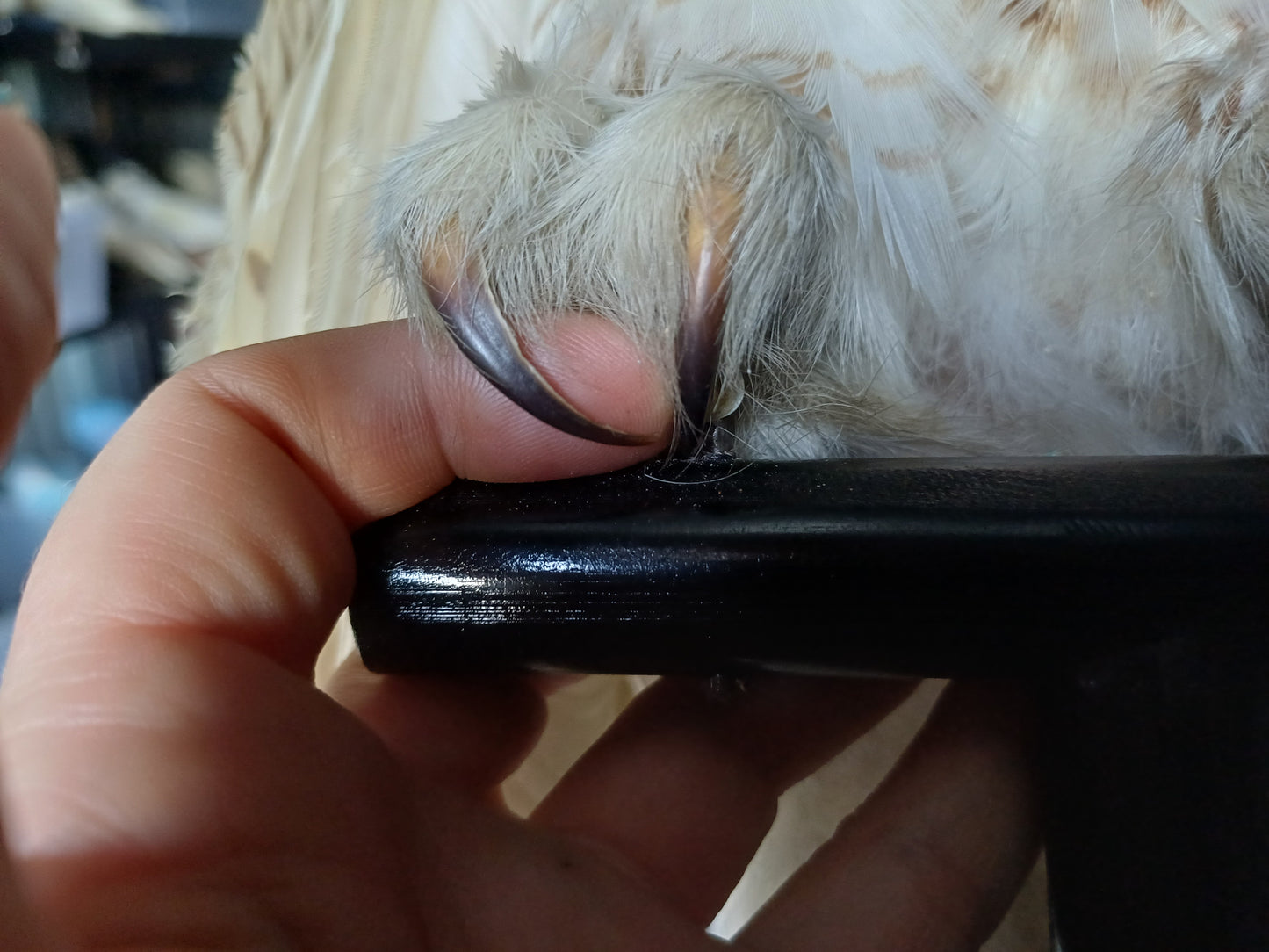 Snowy Owl (CITES)