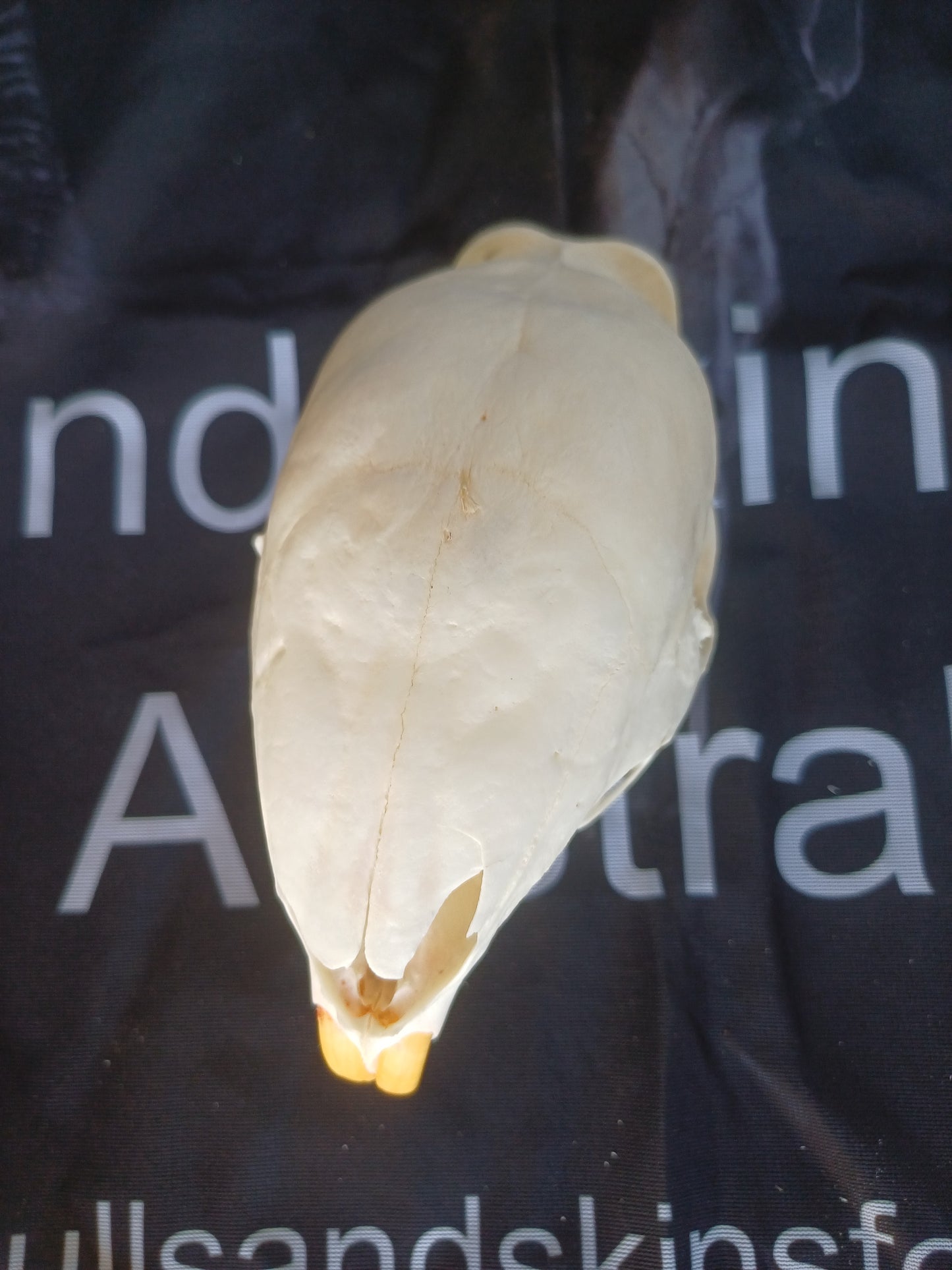 African Porcupine Skull