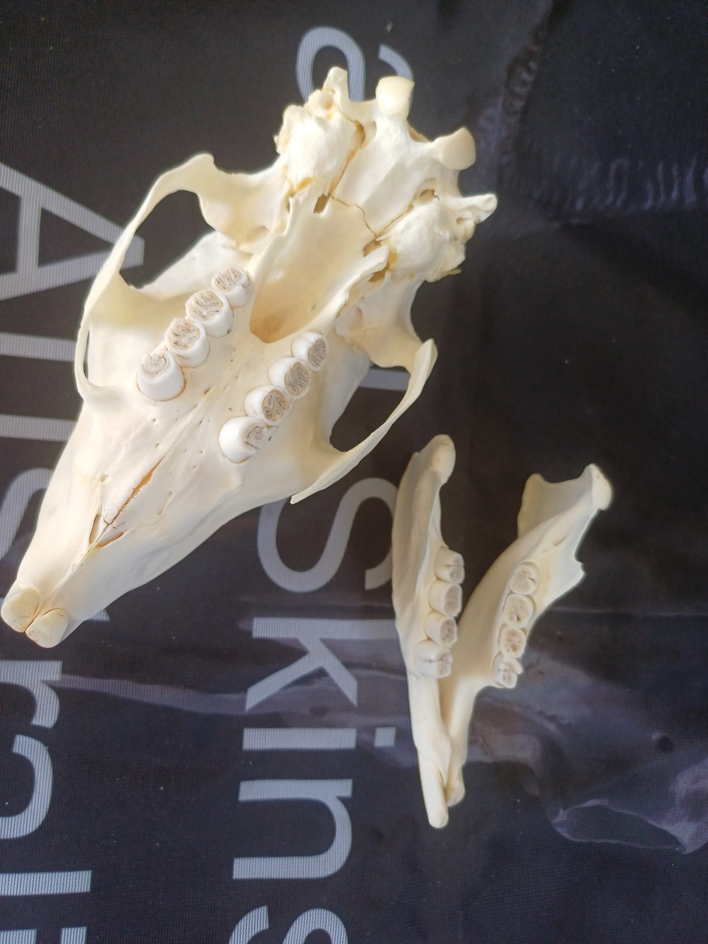 African Porcupine Skull