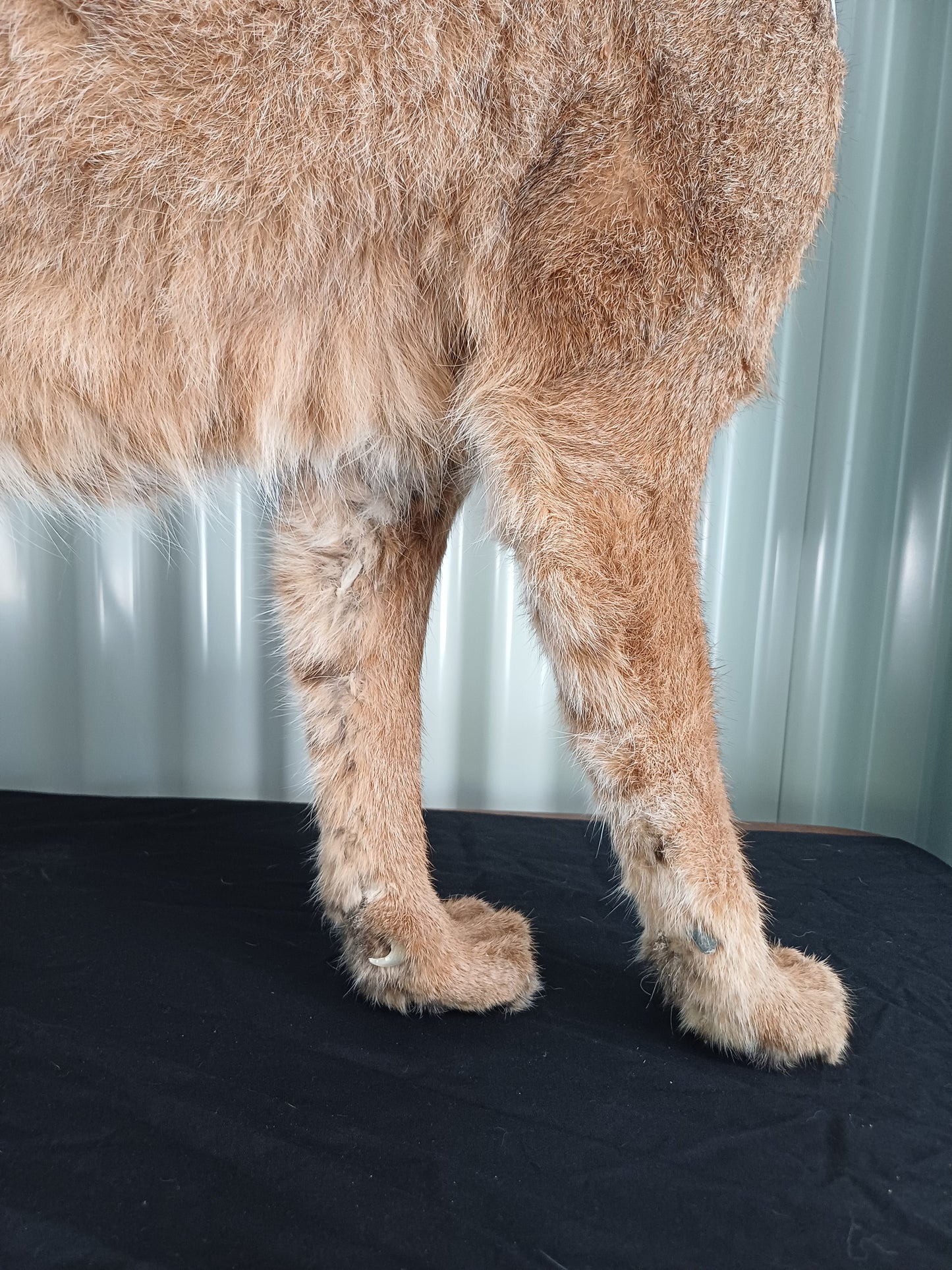 Caracal full mount taxidermy inc shipping