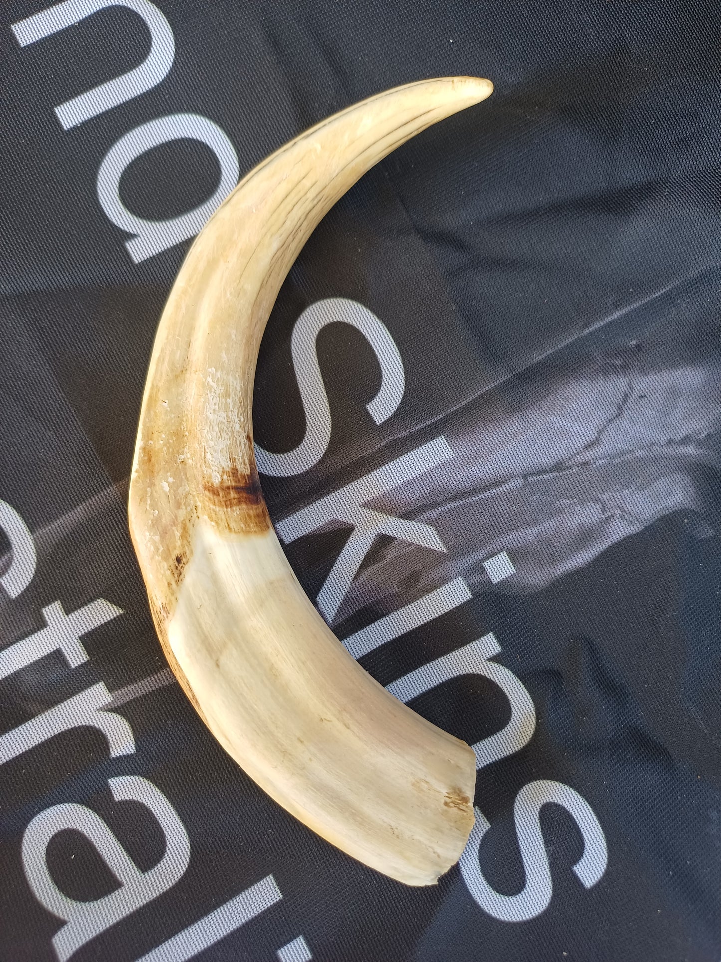 XL Warthog Tusk