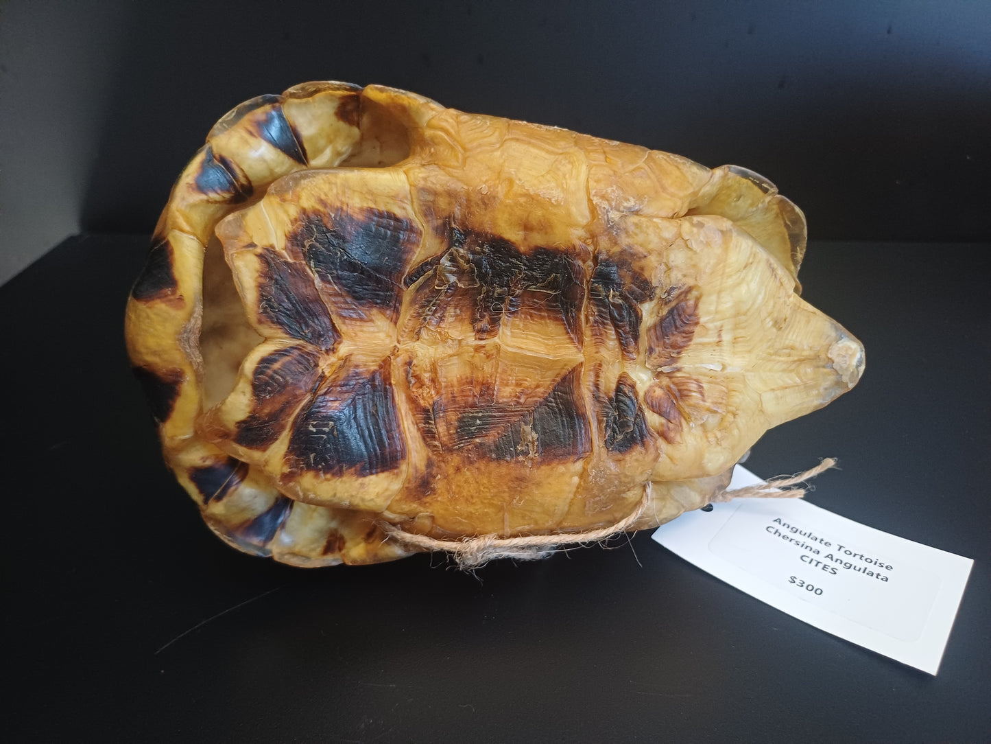 Large Angulate tortoise shell (CITES)