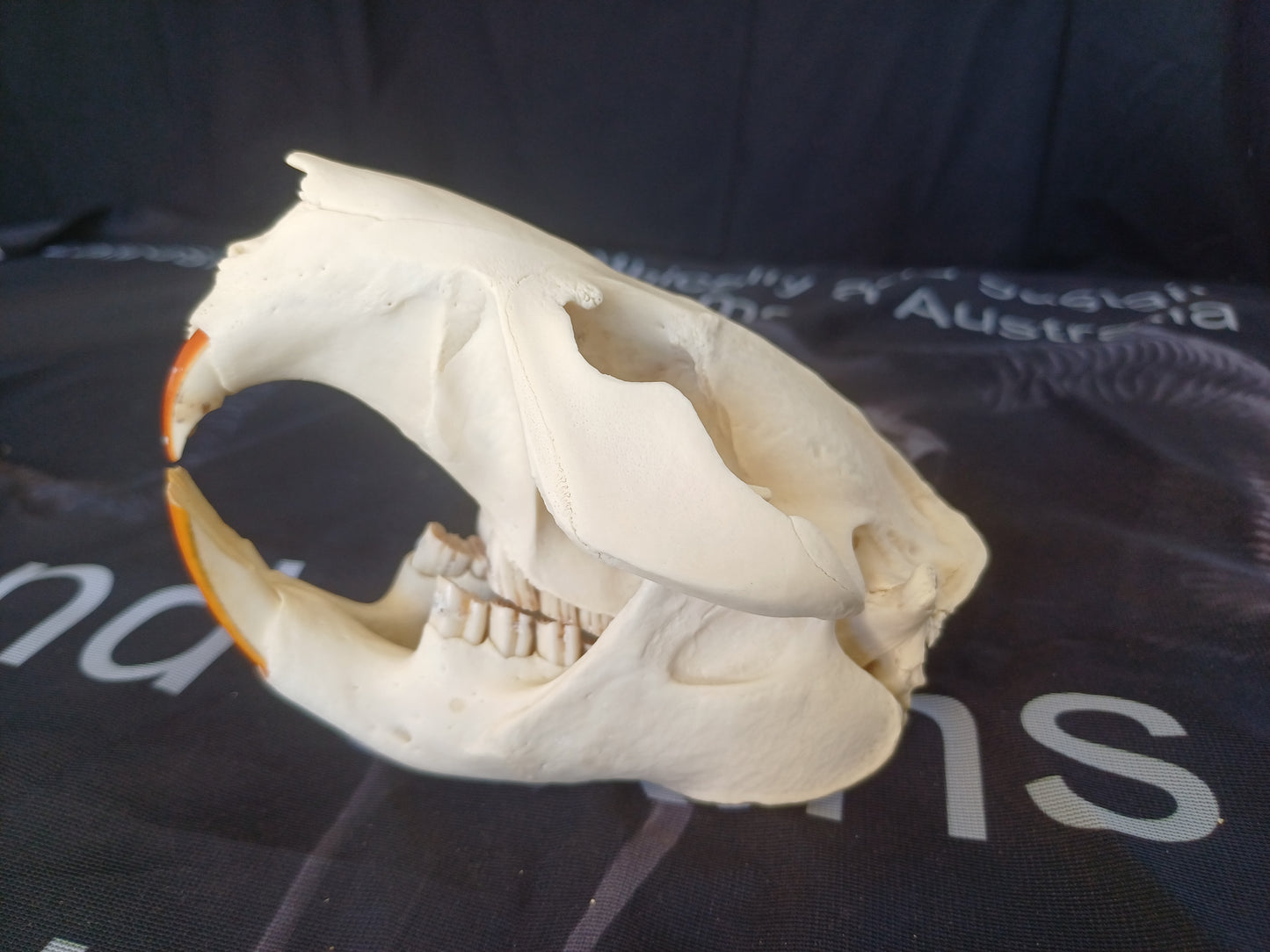 Beaver Skull