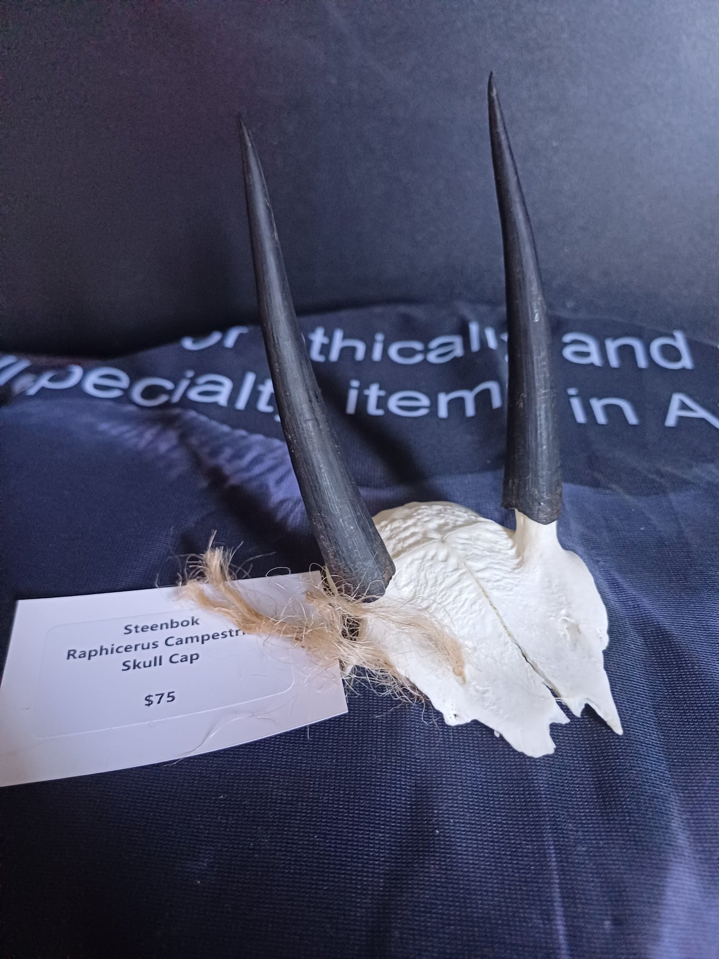Steenbok skull cap
