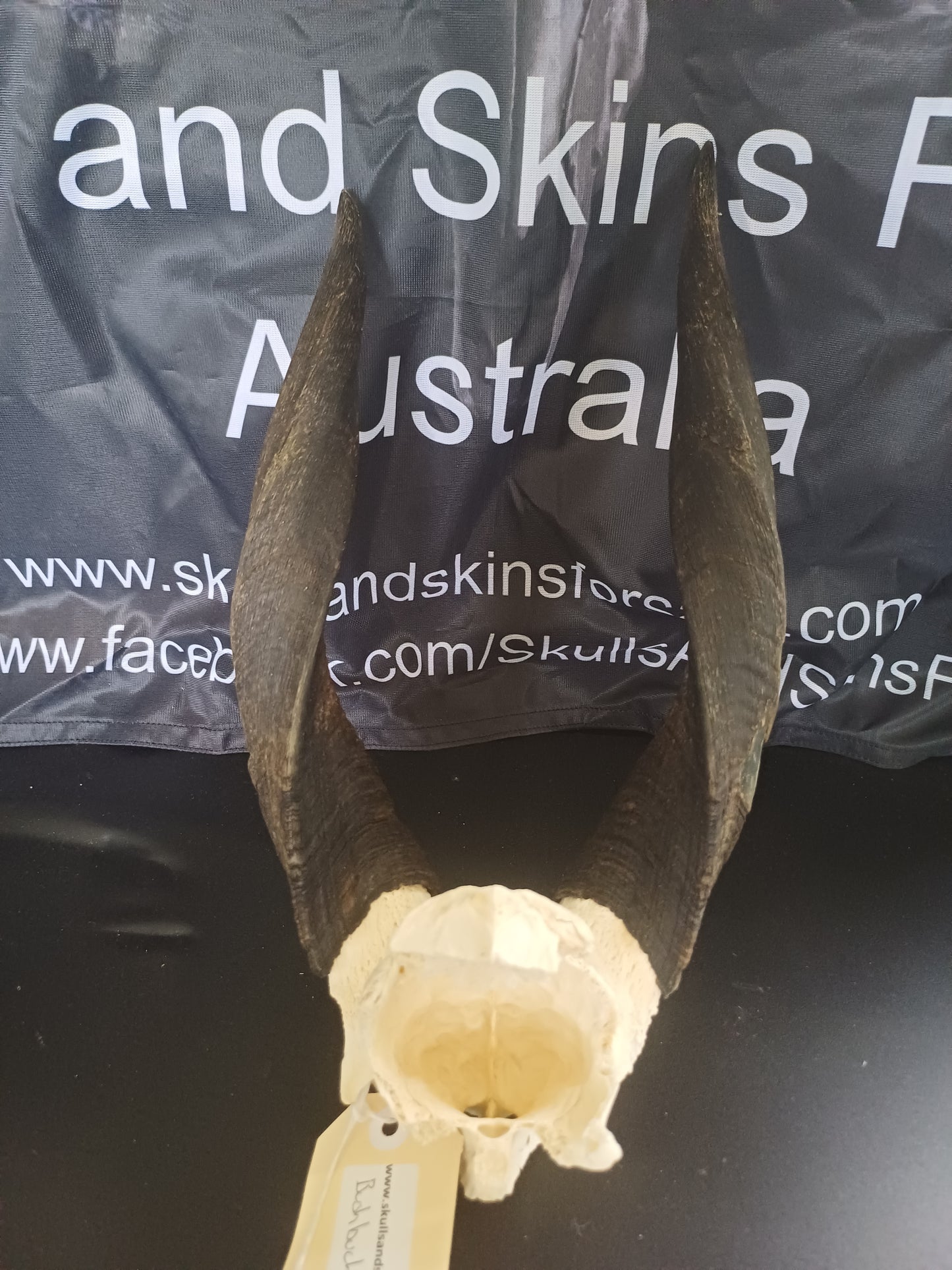 Bushbuck skull cap