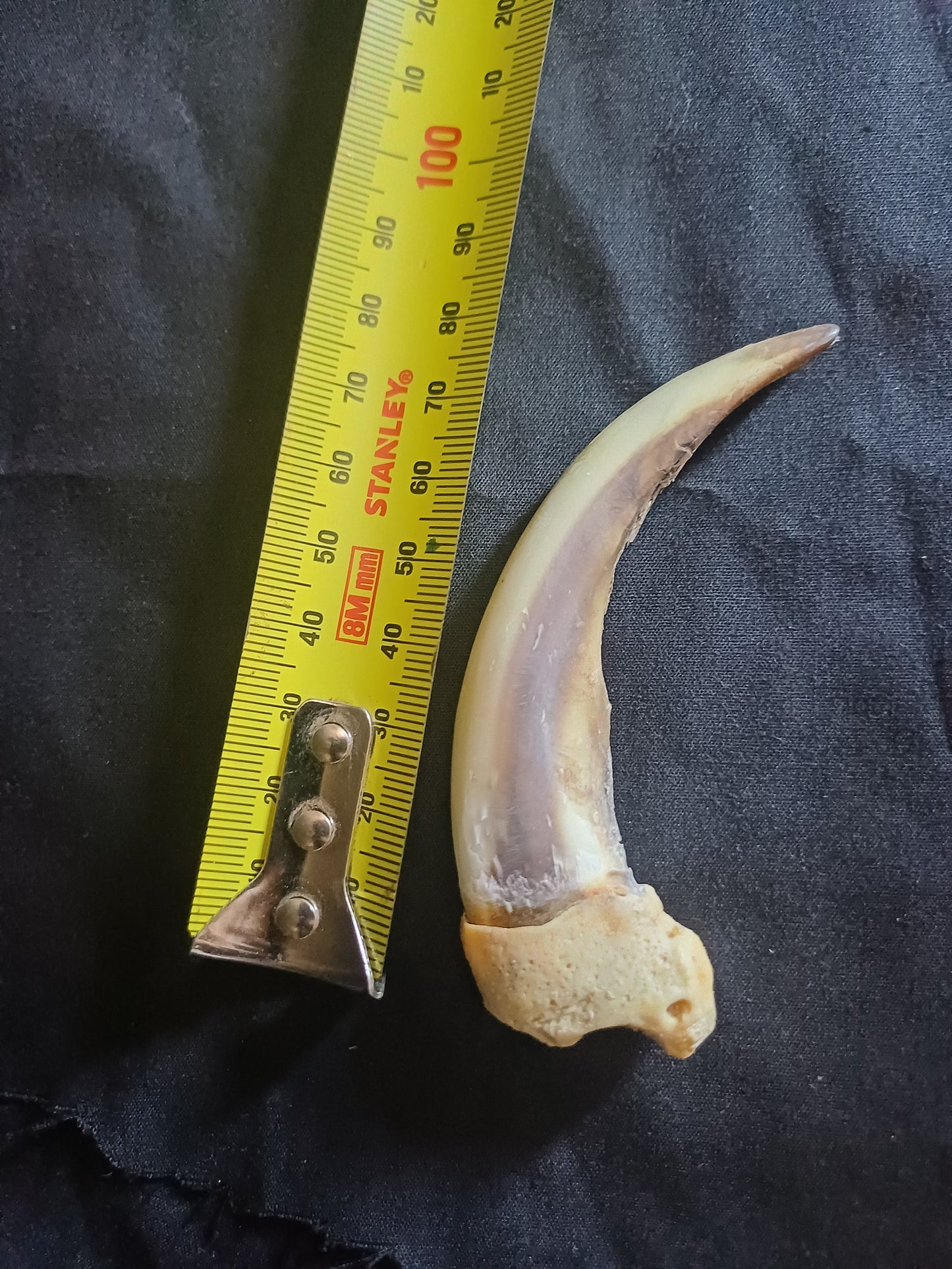 XL Grizzly bear claw