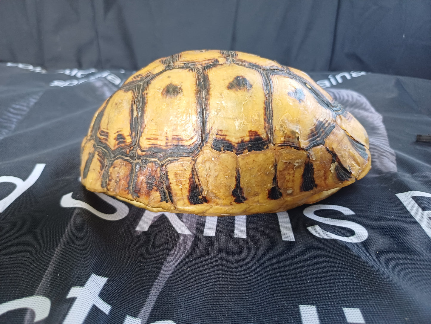 Large Angulate tortoise shell (CITES)