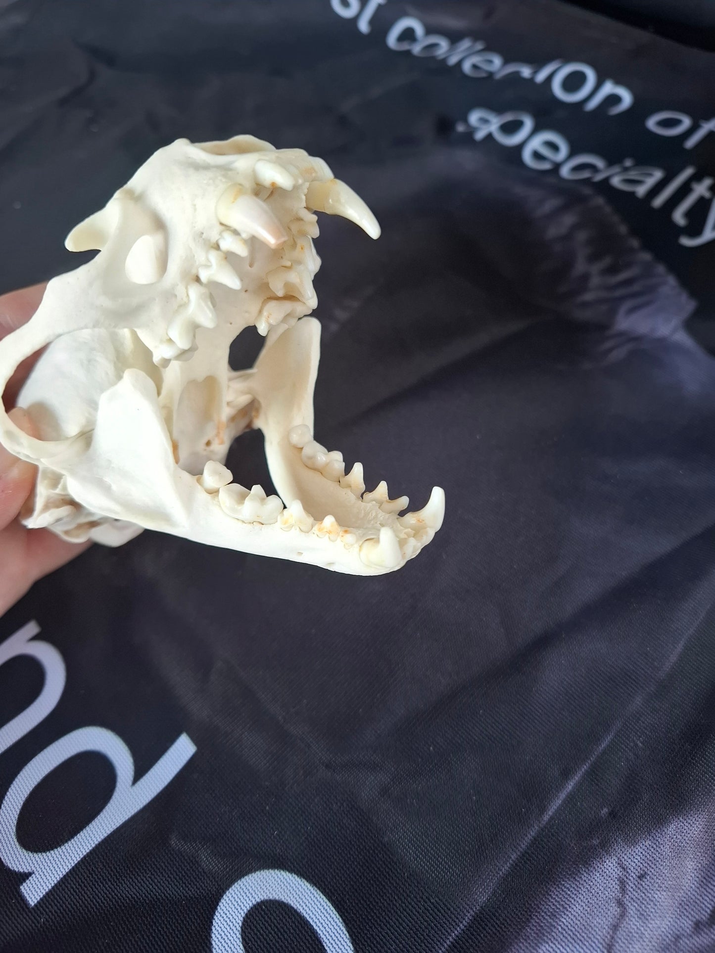 North American River Otter Skull (CITES)