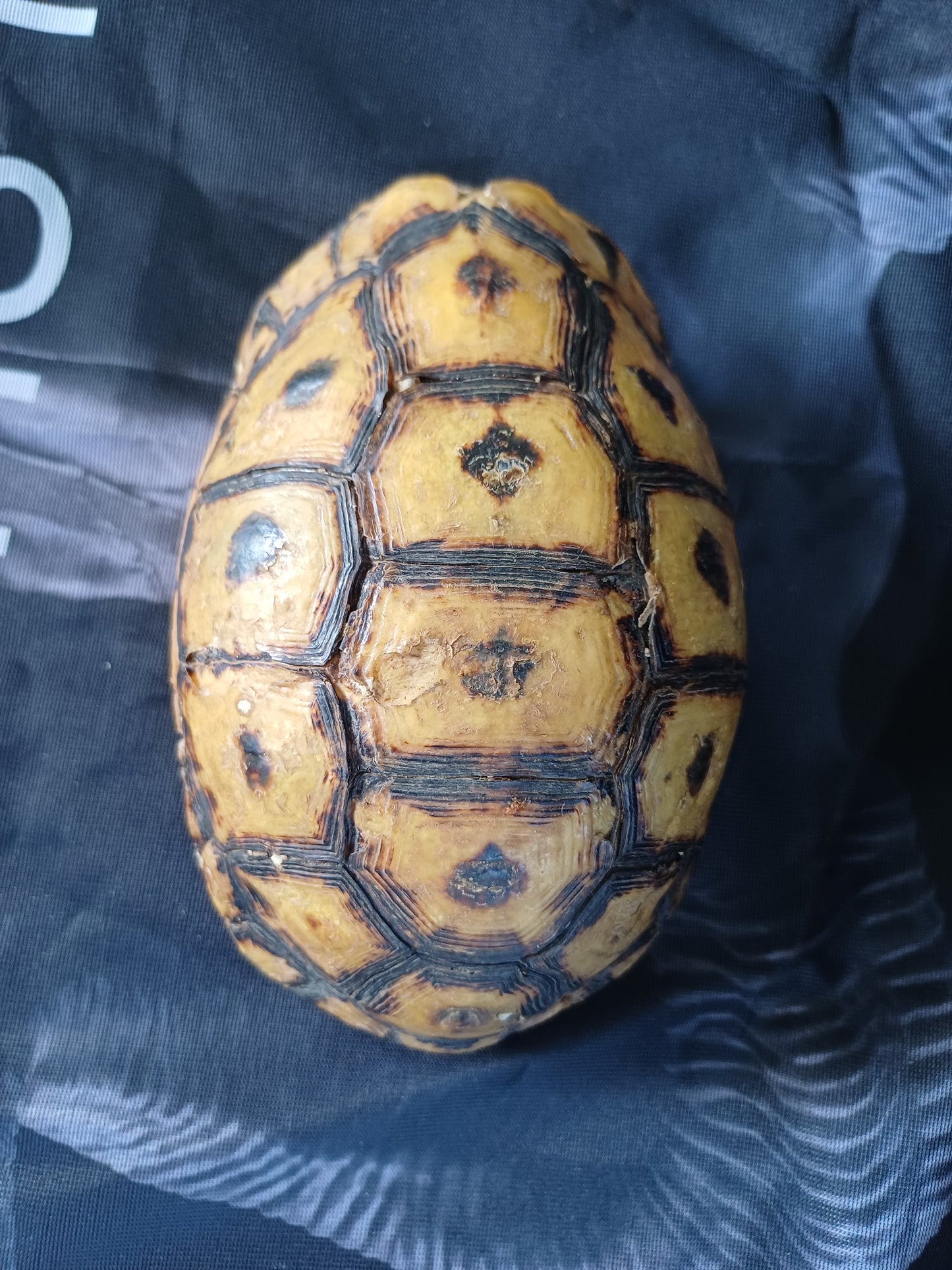 Large Angulate tortoise shell (CITES)