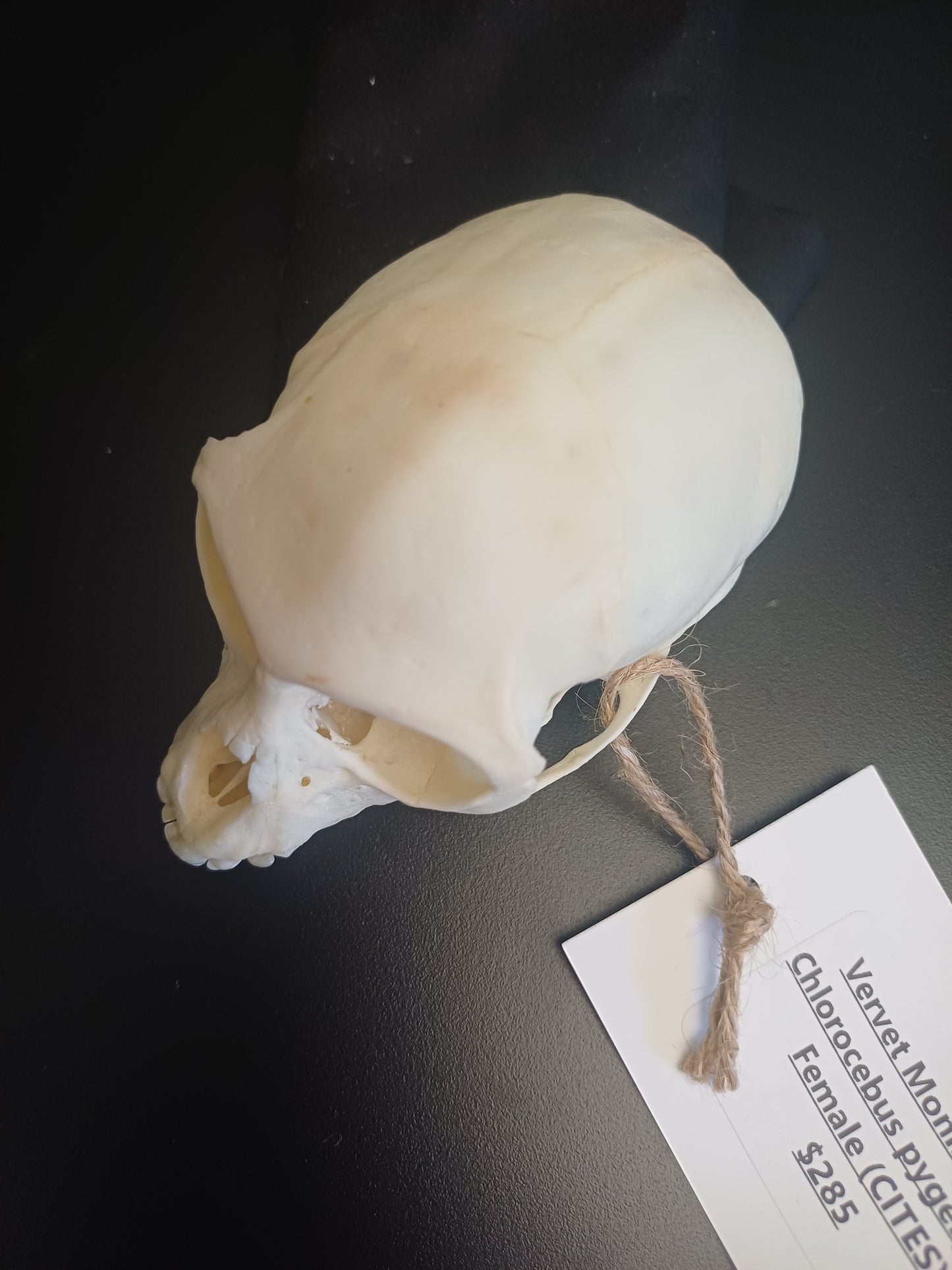 Vervet Monkey Skull - Female