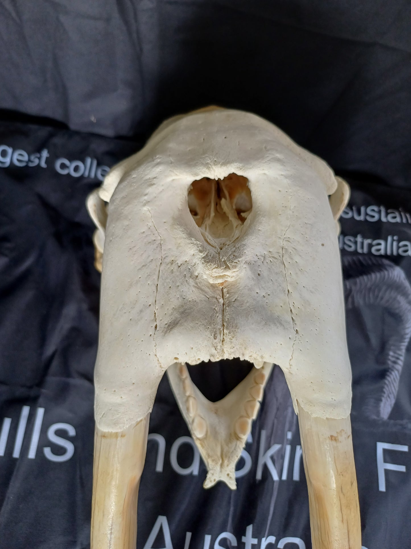 Walrus skull