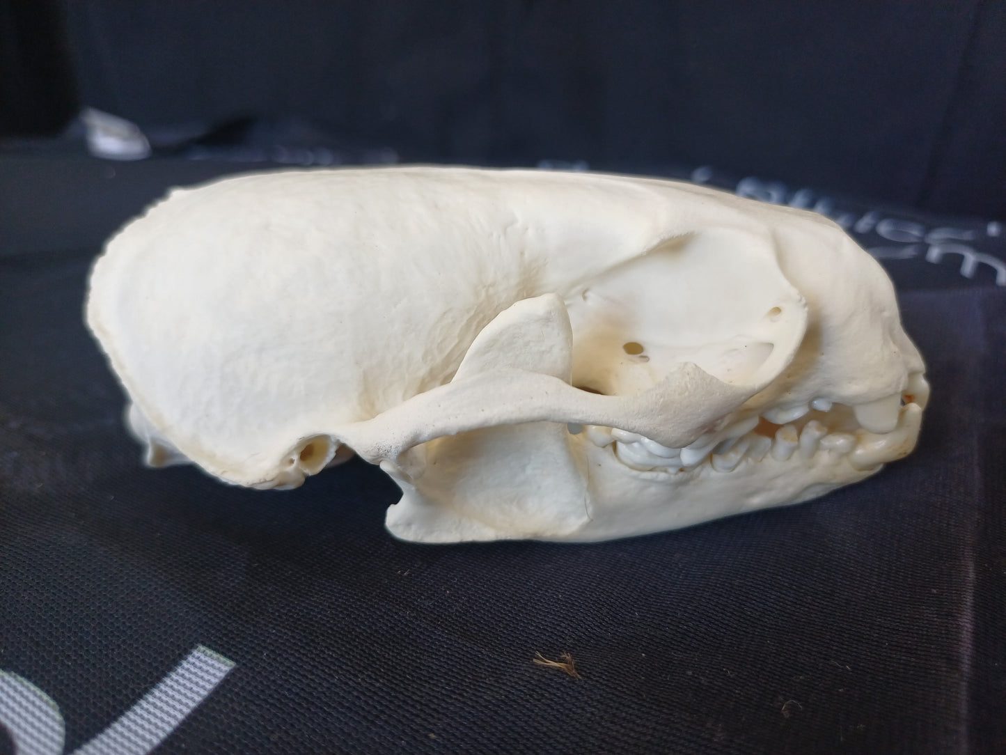 North American River Otter Skull (CITES)
