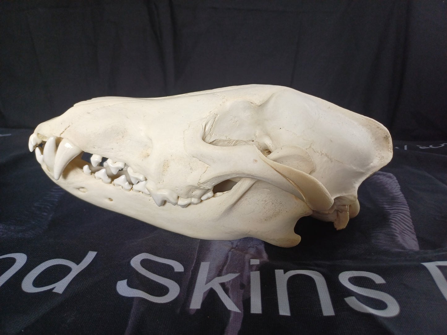 PATHOLOGY Large Timber Wolf Skull