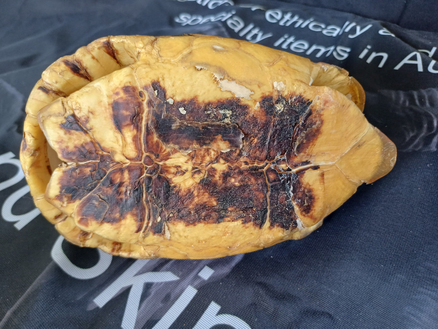 Large Angulate tortoise shell (CITES)