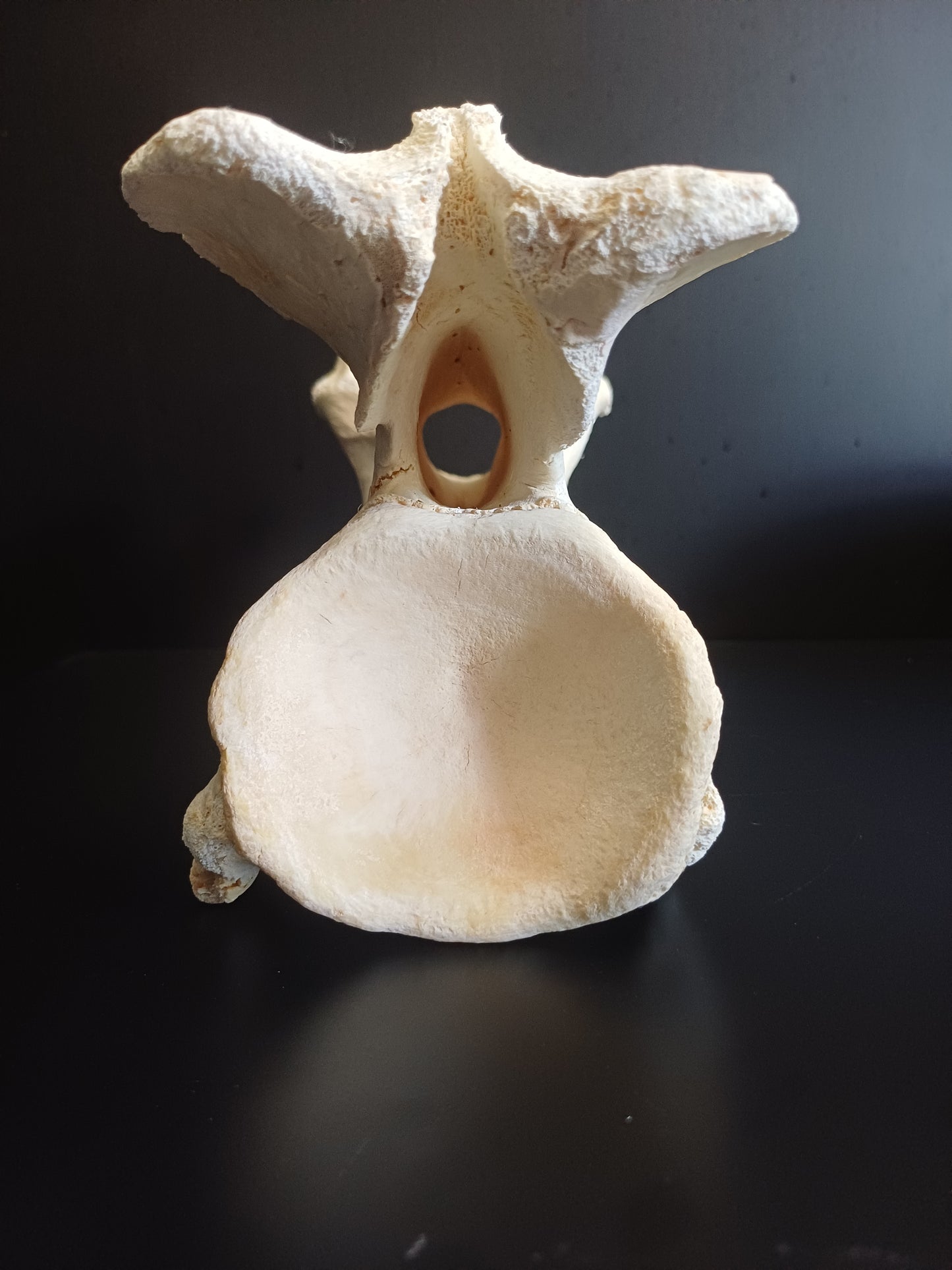 XL Giraffe Vertebrae (CITES permit inc)