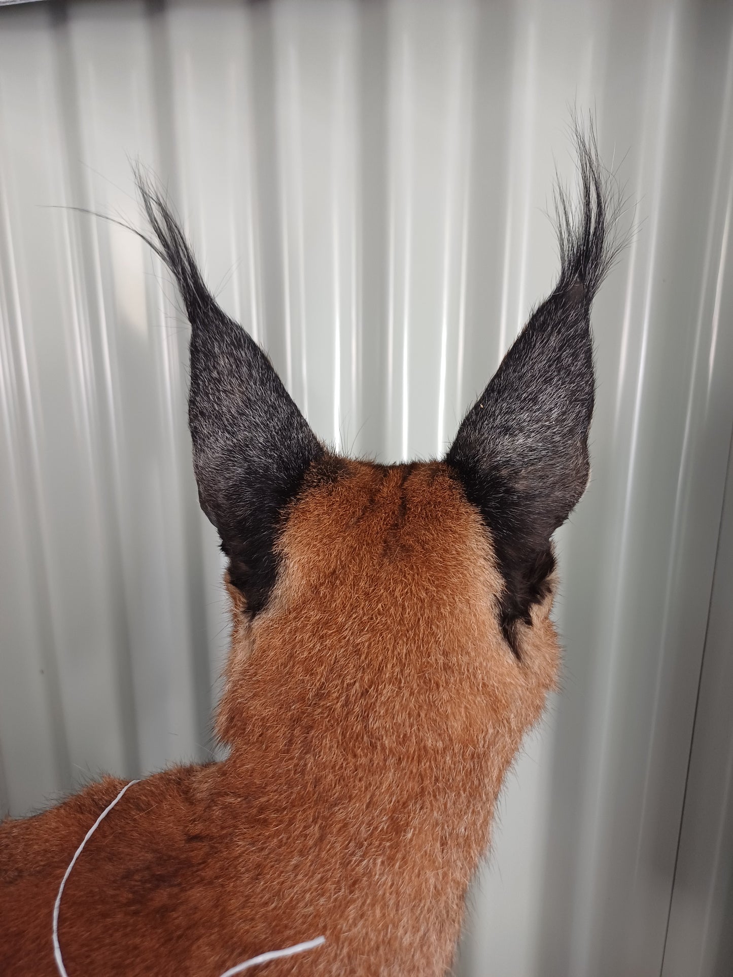 Caracal full mount taxidermy inc shipping