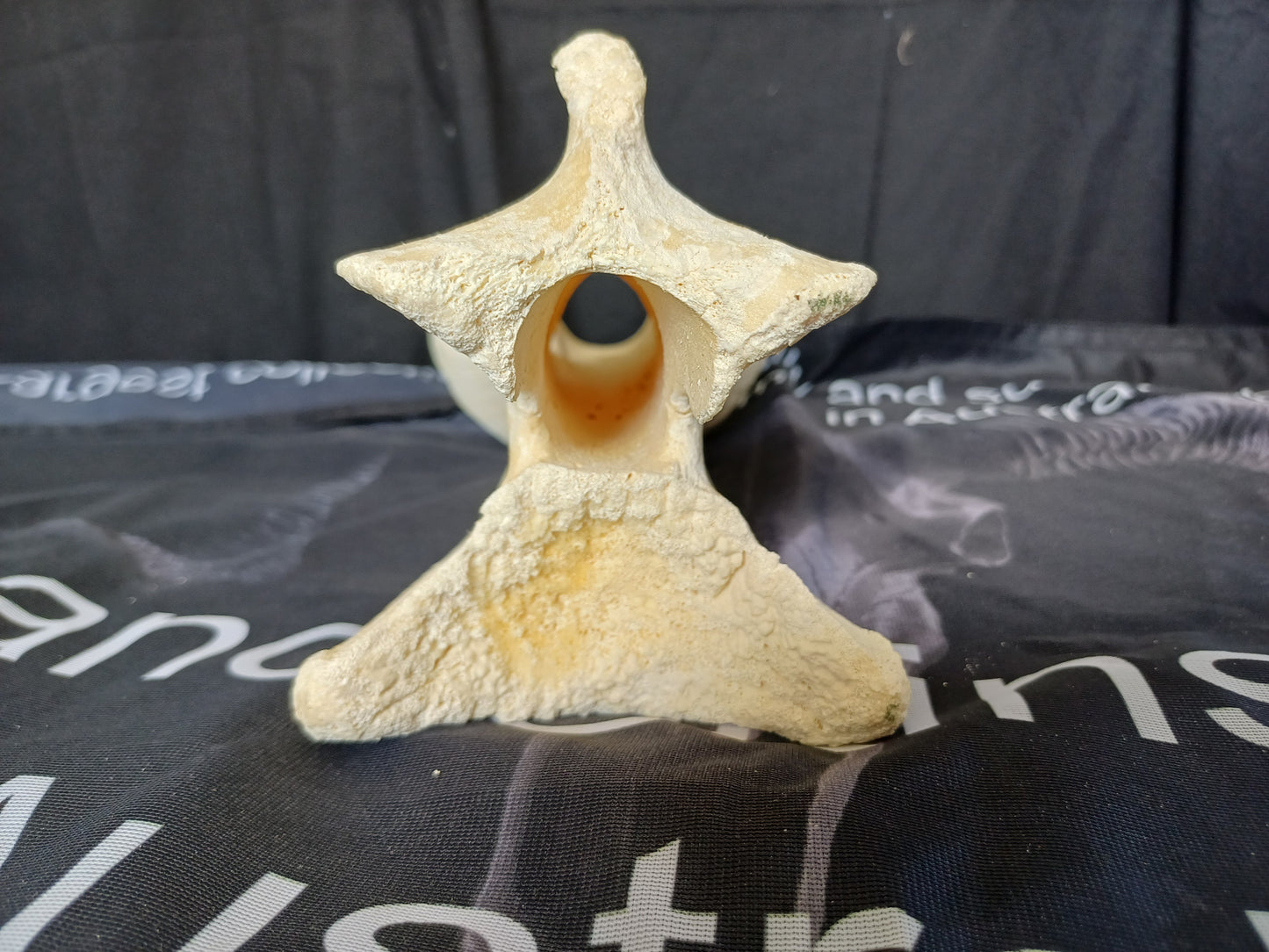 XL Giraffe Vertebrae (CITES permit inc)