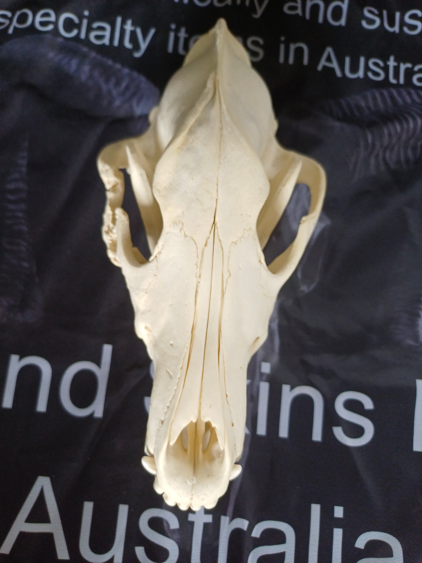 PATHOLOGY Large Timber Wolf Skull