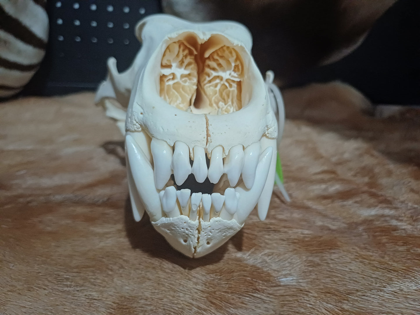 Polar Bear skull