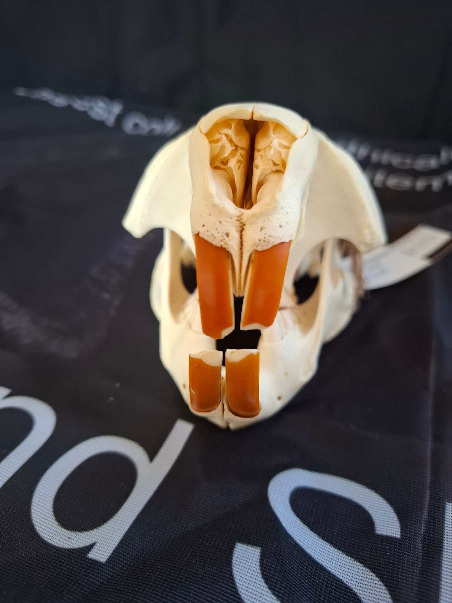 Beaver Skull