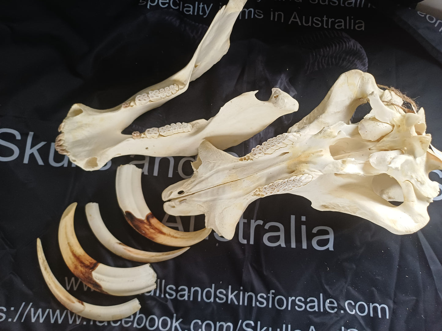 Large Warthog skull