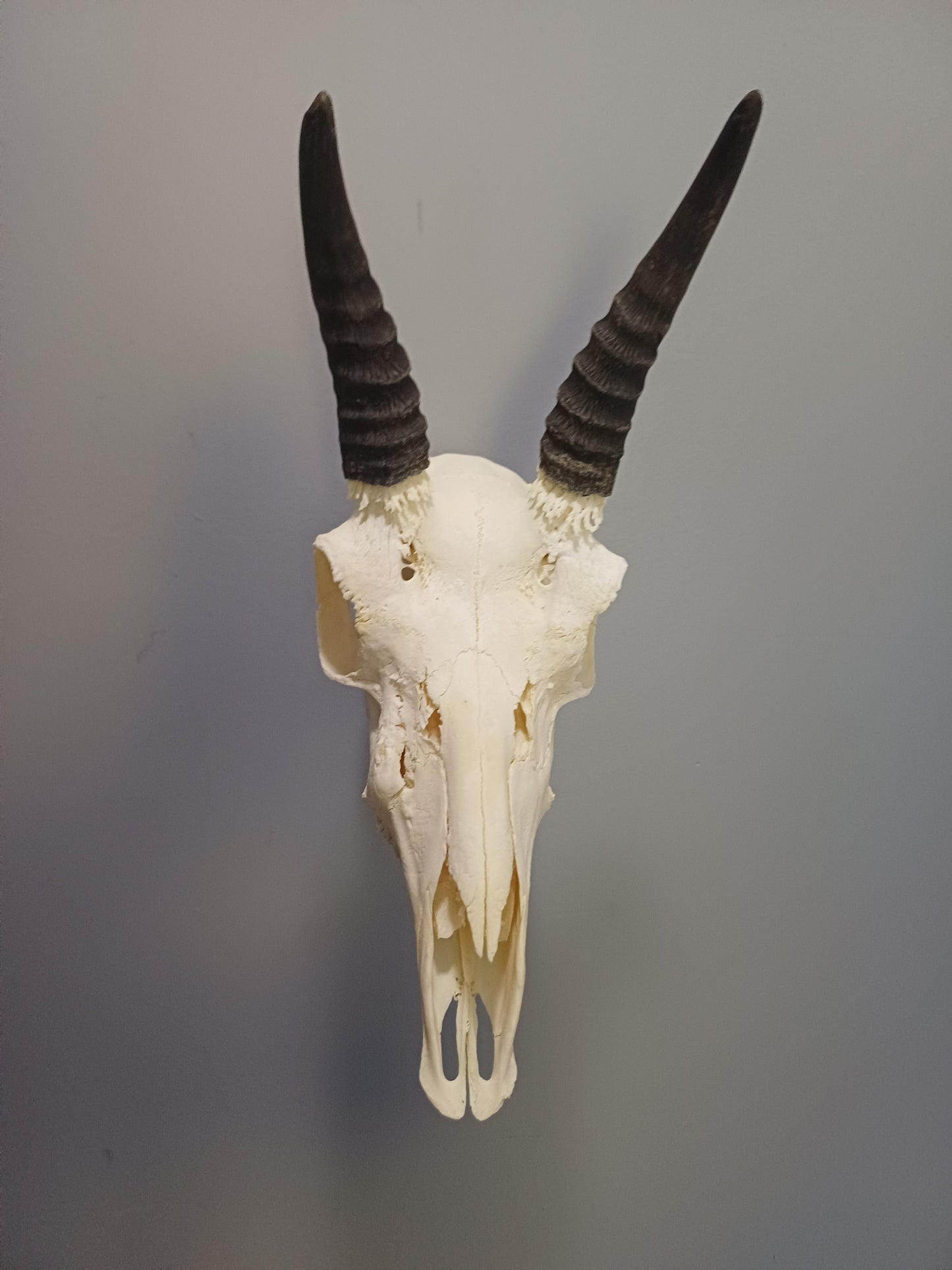 Mountain reedbuck