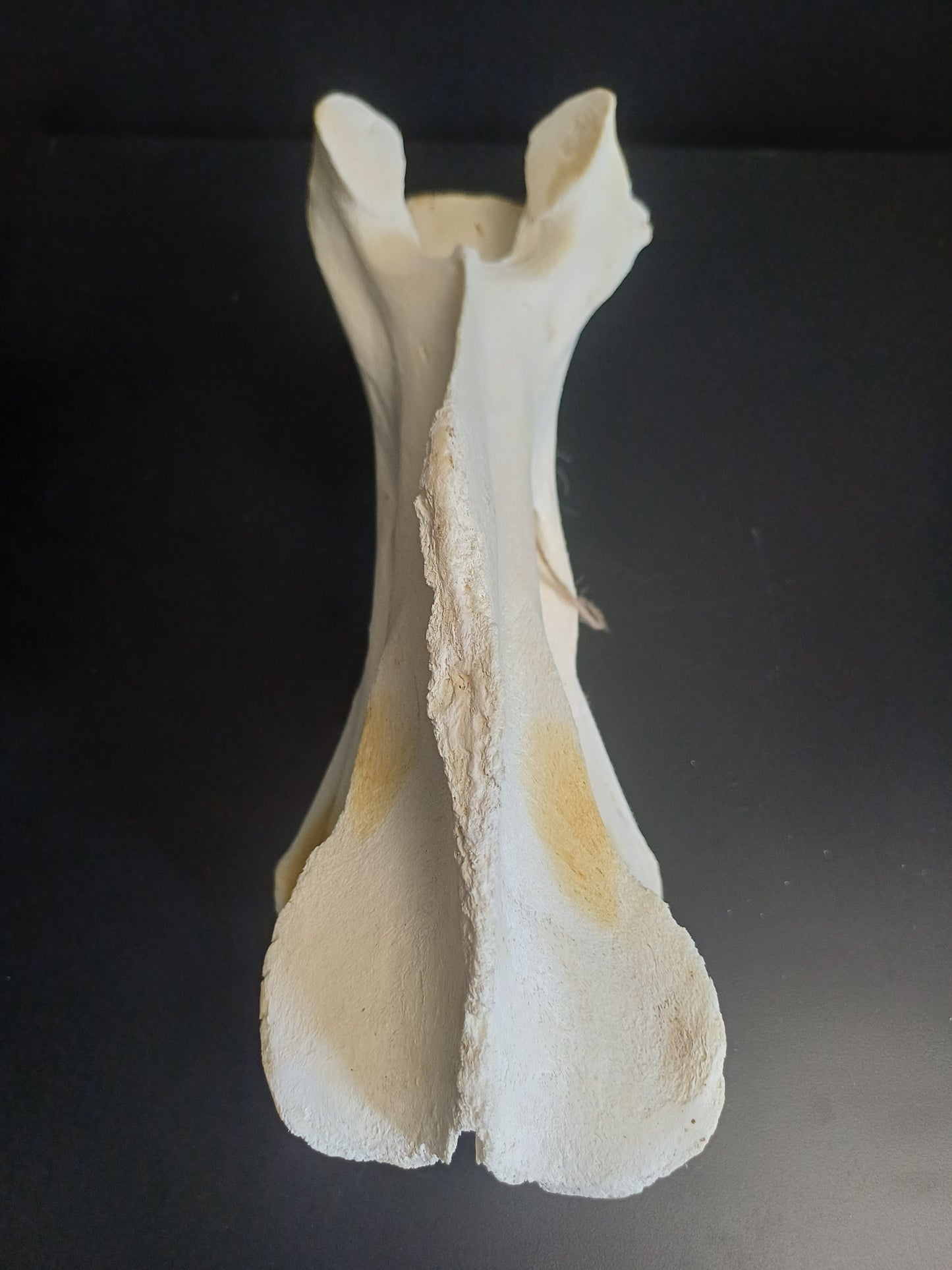 XL Giraffe Vertebrae (CITES permit inc)