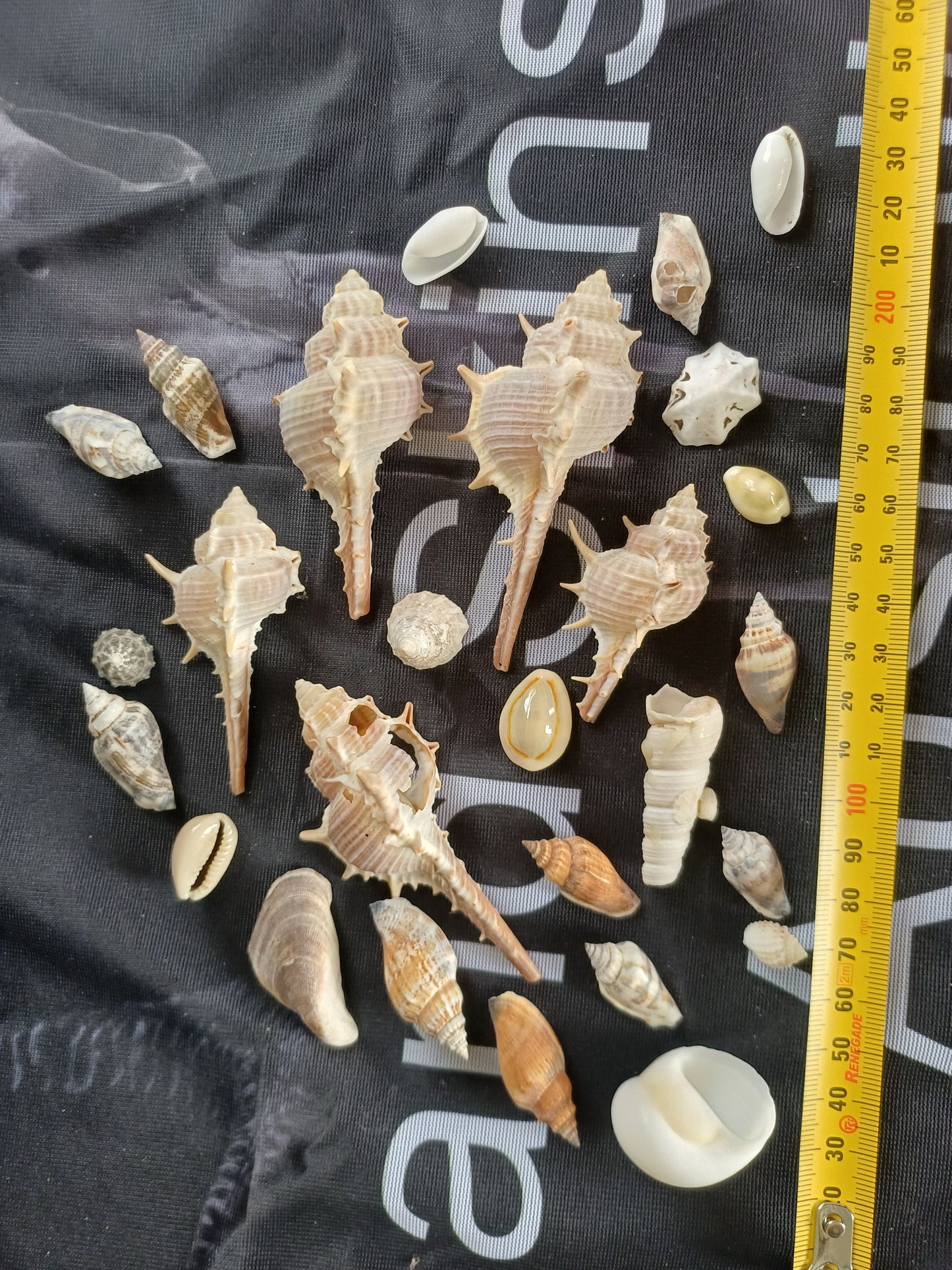 Craft shells