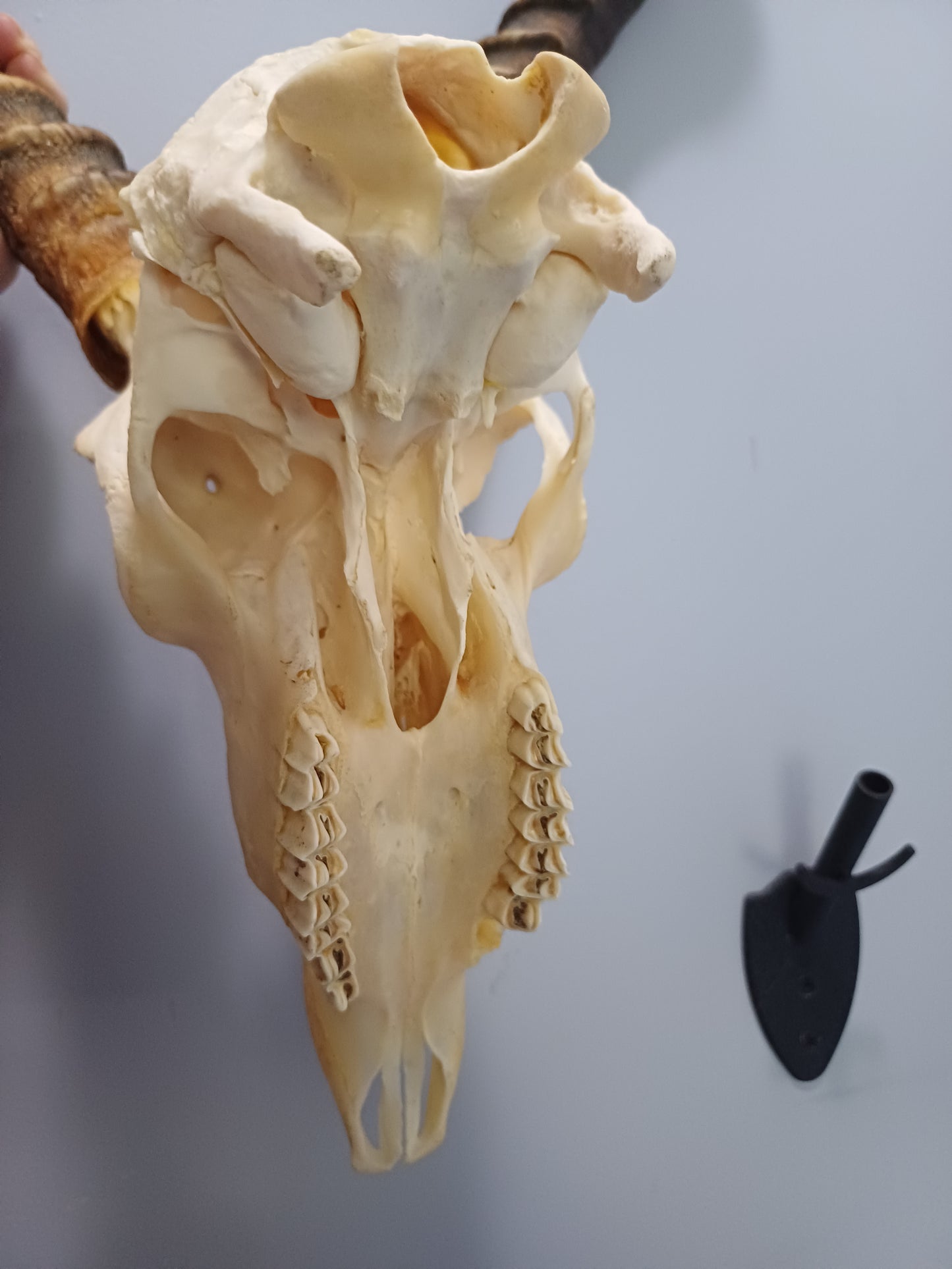 Impala skull