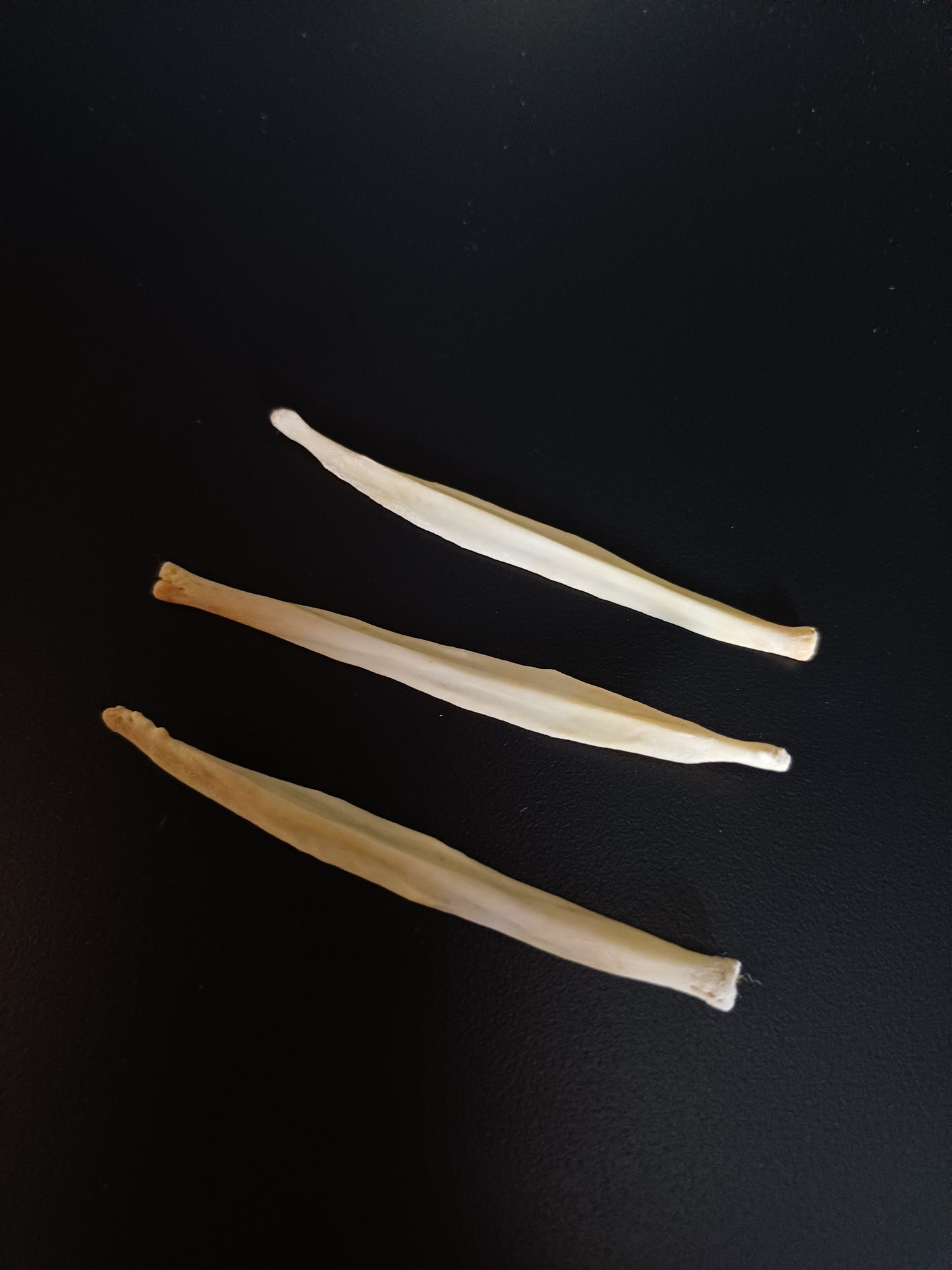 Fox baculum