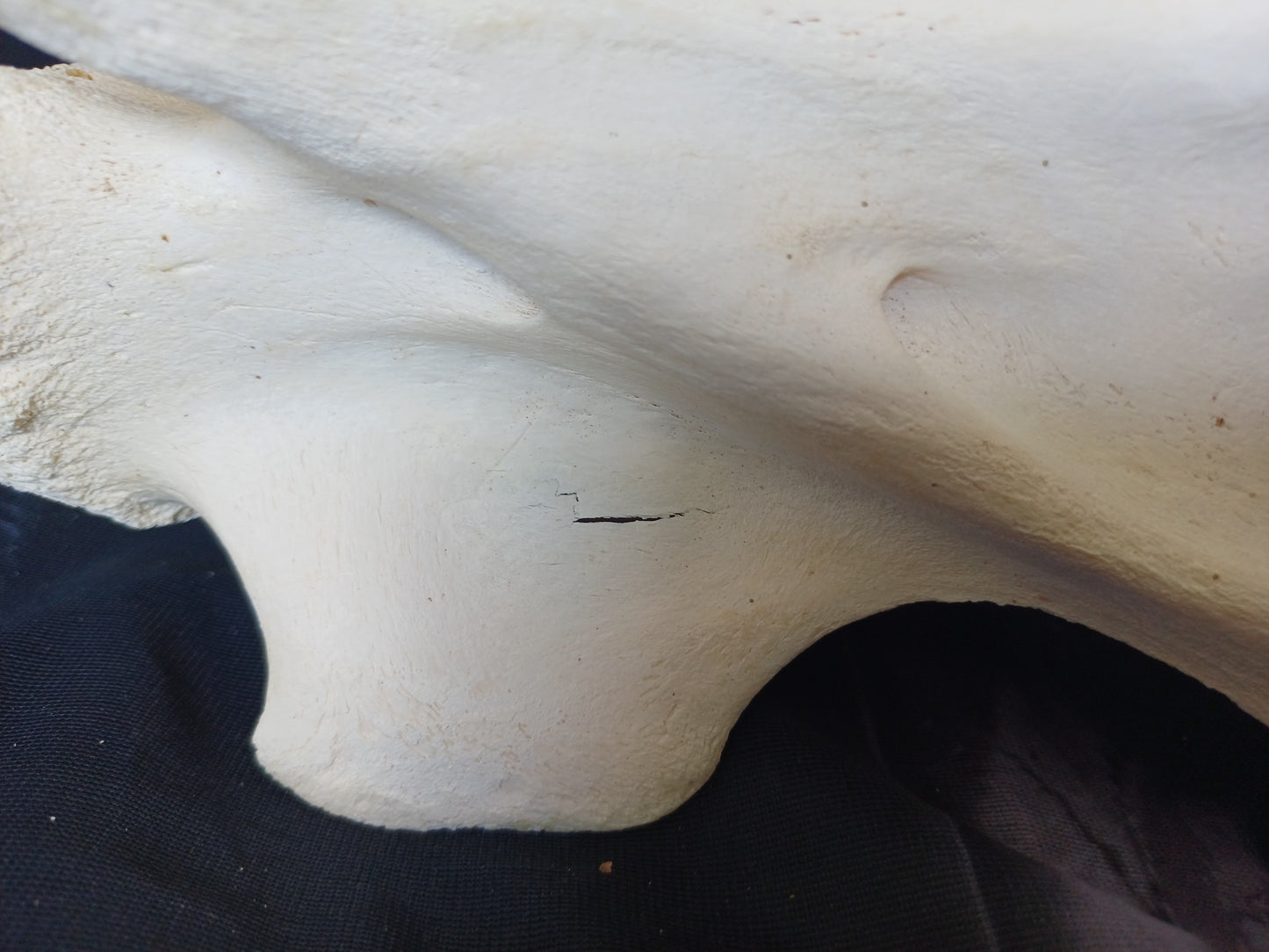 Large Giraffe Vertebrae (CITES permit inc)