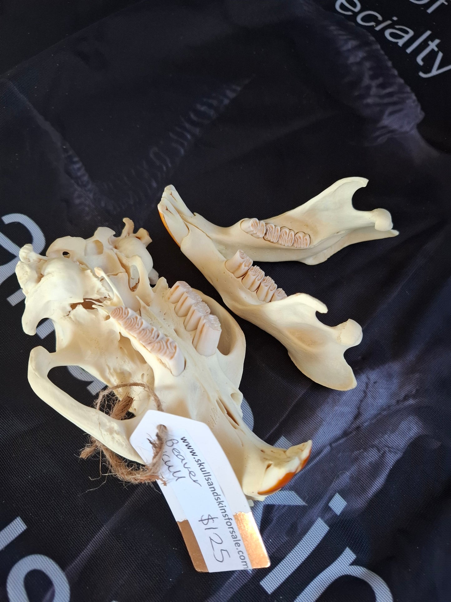 Beaver Skull