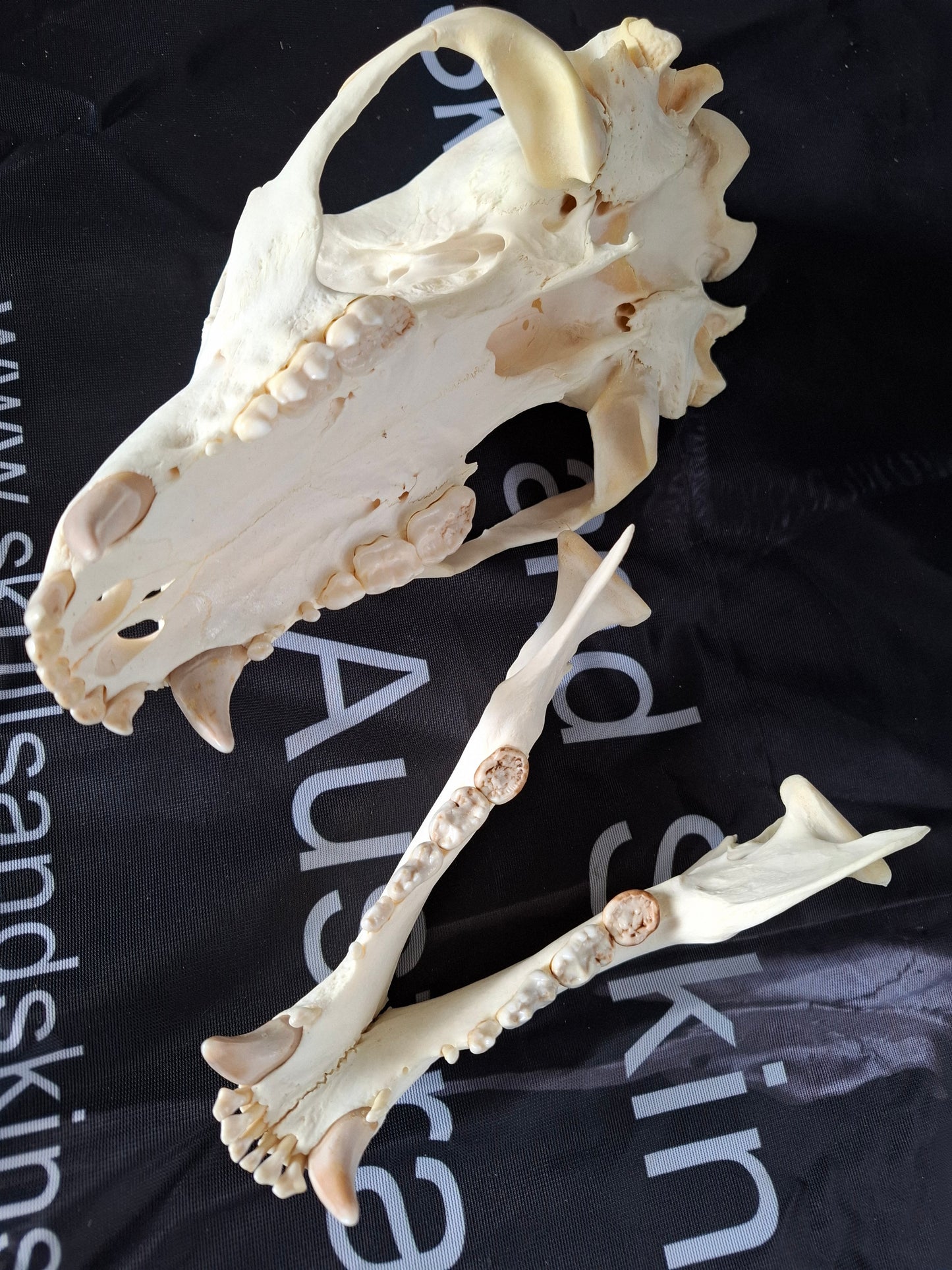 Black Bear skull