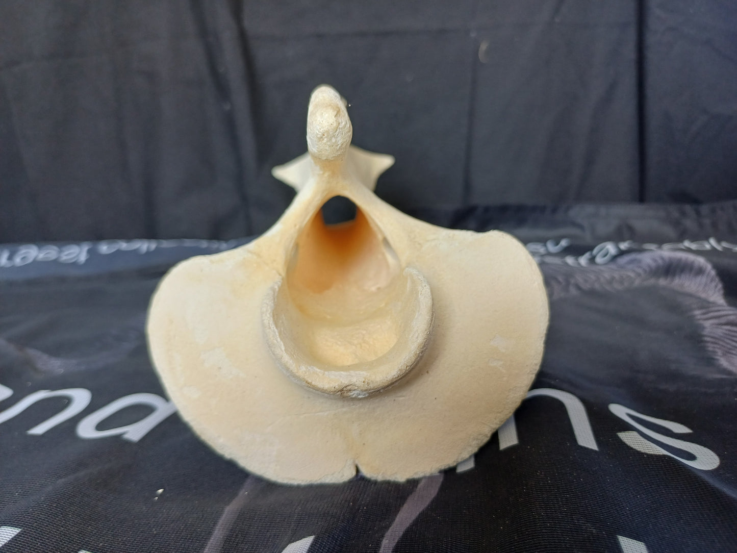XL Giraffe Vertebrae (CITES permit inc)