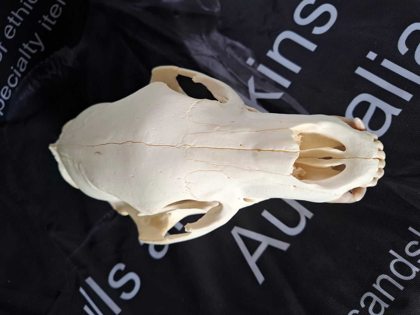 Black Bear skull