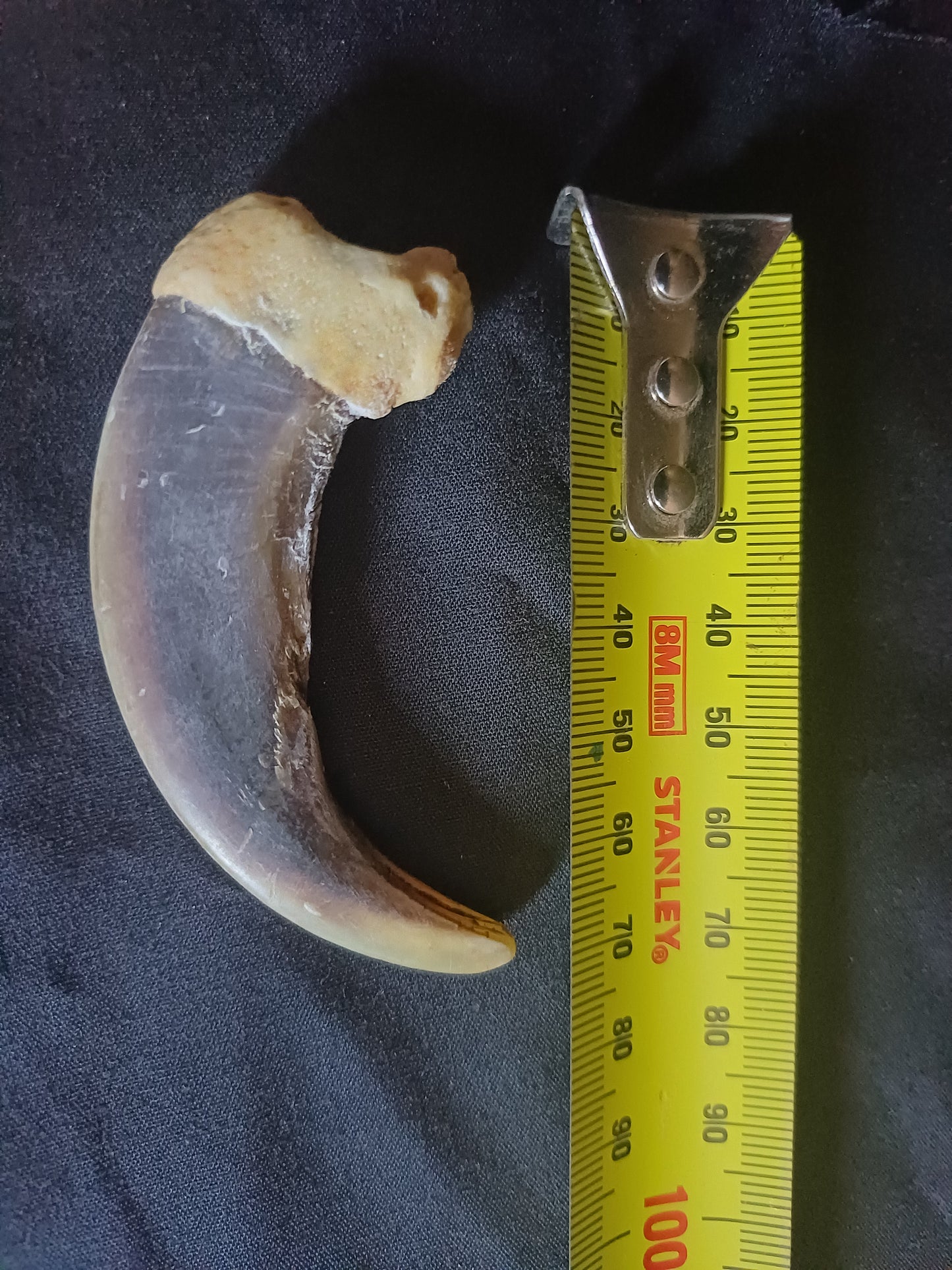 XL Grizzly bear claw